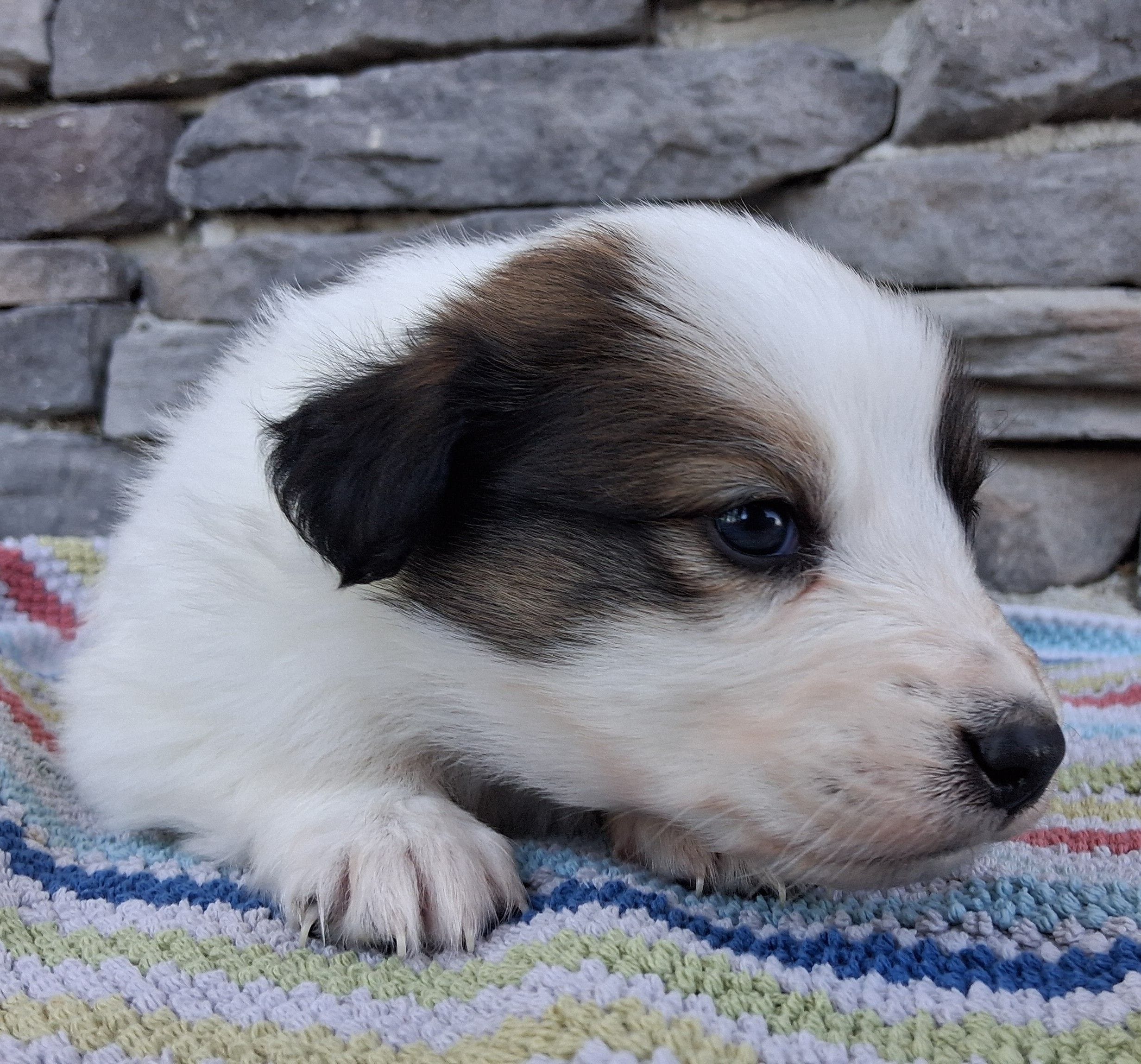 Jack, a male Collie for sale in Sumter, SC – 2 of 3
