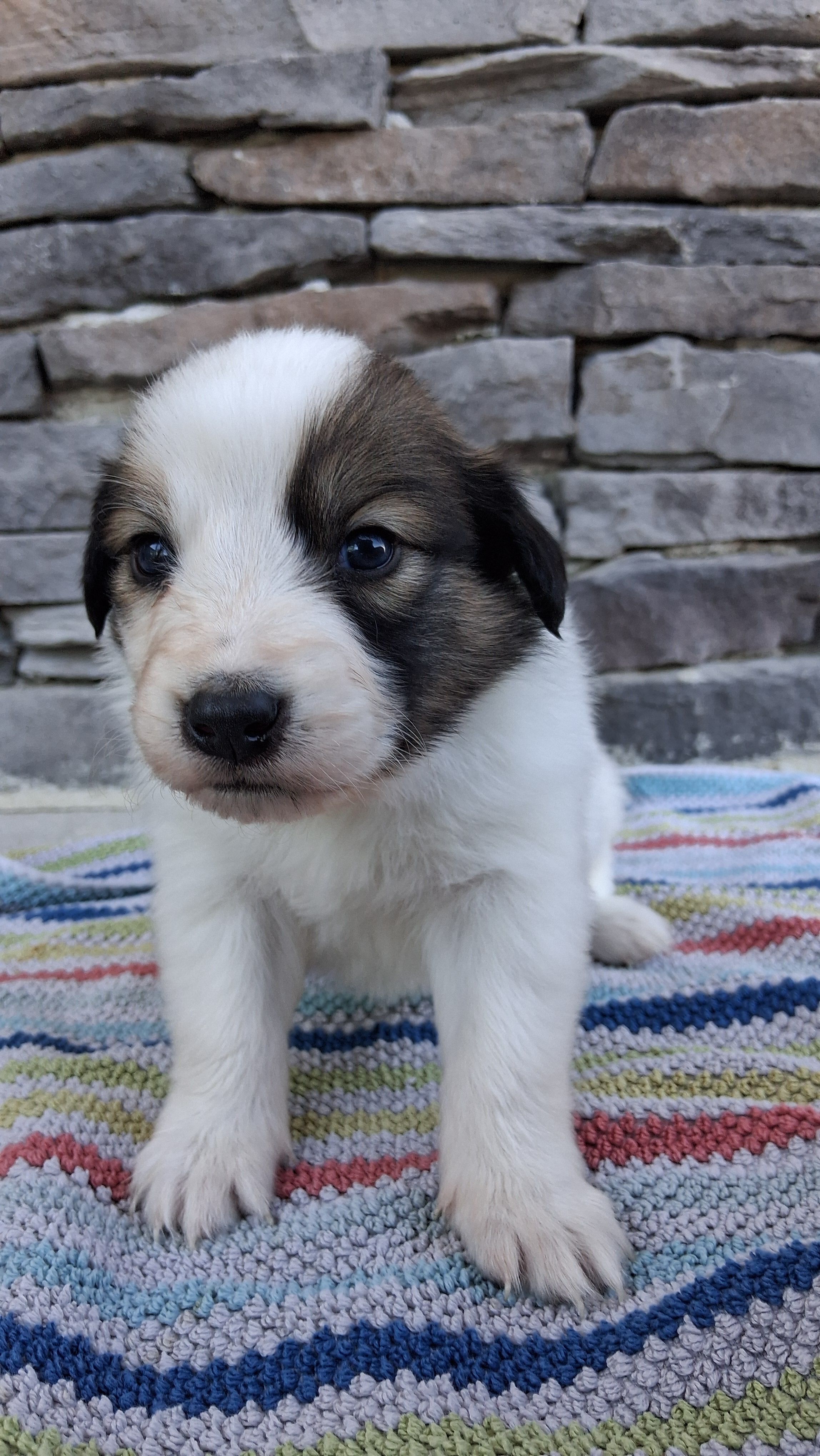 Jack, a male Collie for sale in Sumter, SC – 3 of 3