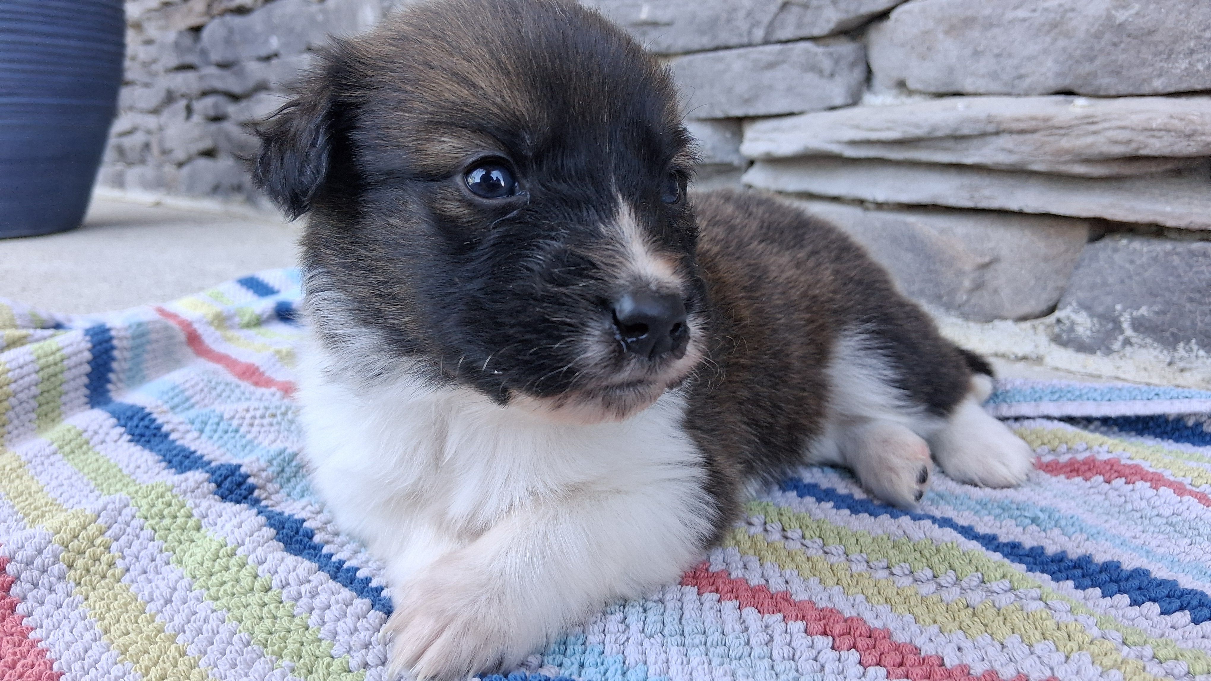 Snickers – Collie puppy for sale in Sumter, SC
