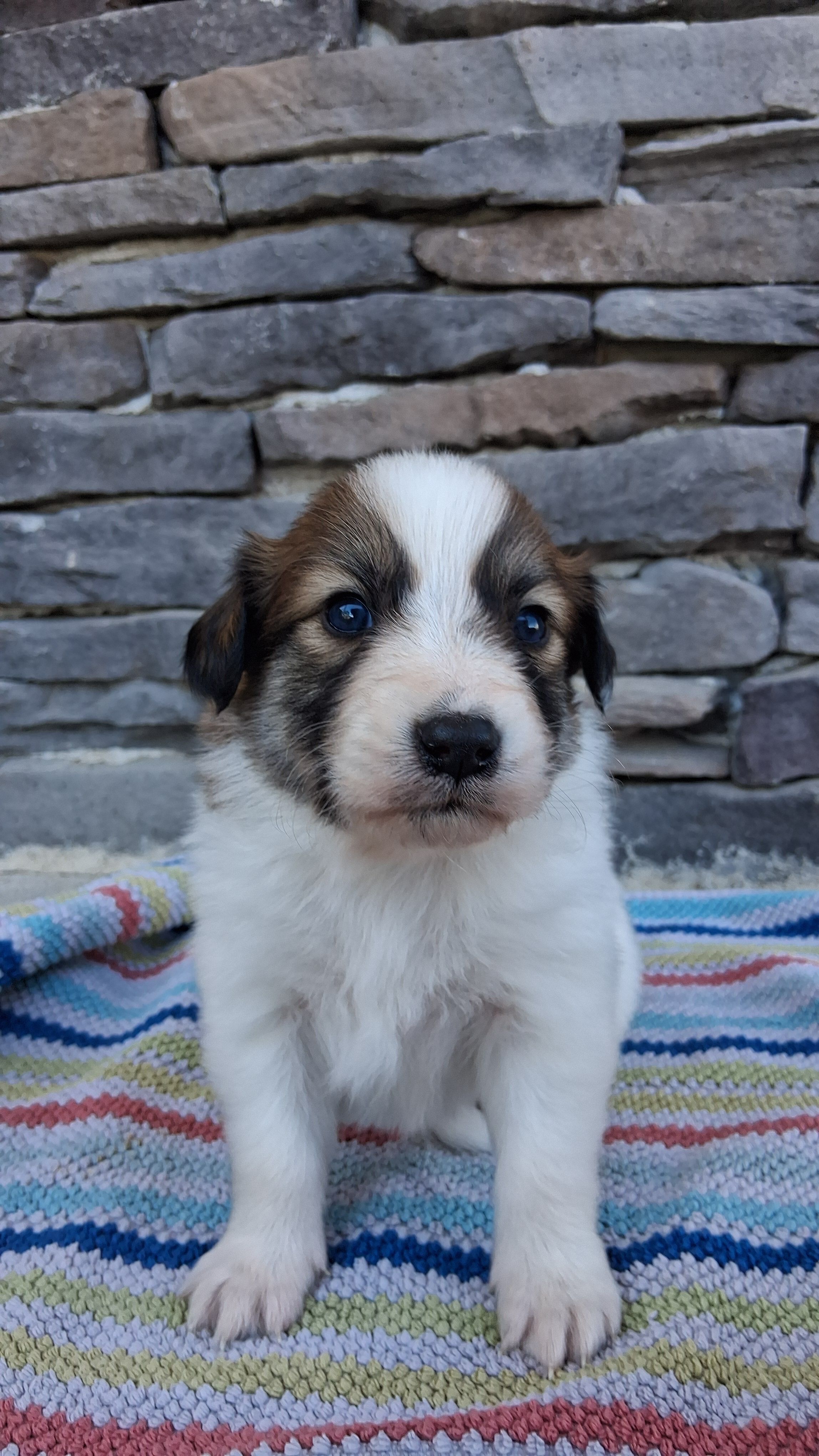 Lucky – Collie puppy for sale in Sumter, SC