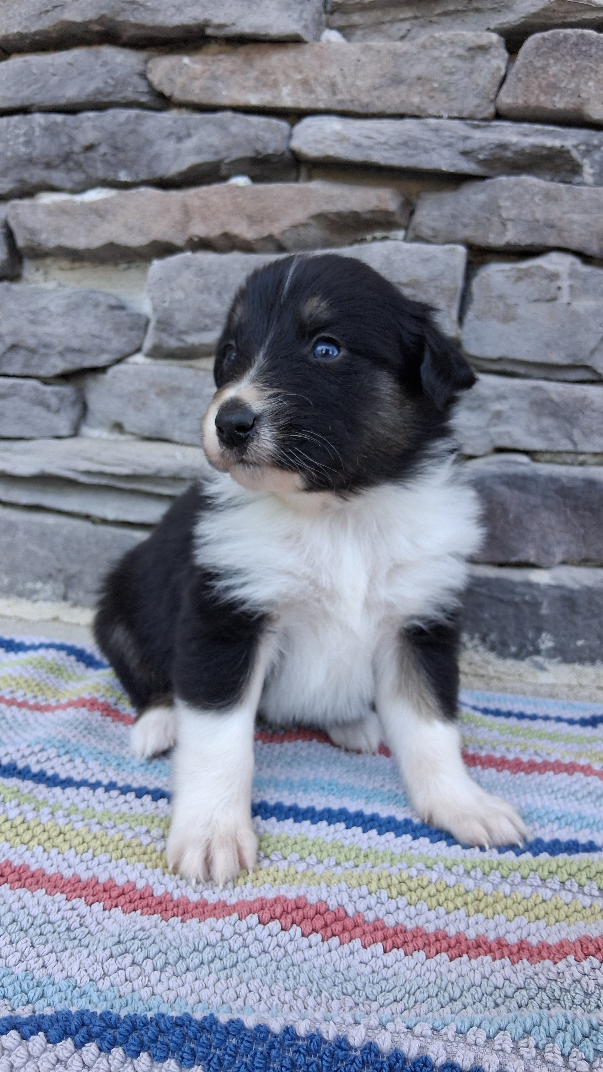 Mackenzie, a female Collie for sale in Sumter, SC – 3 of 3