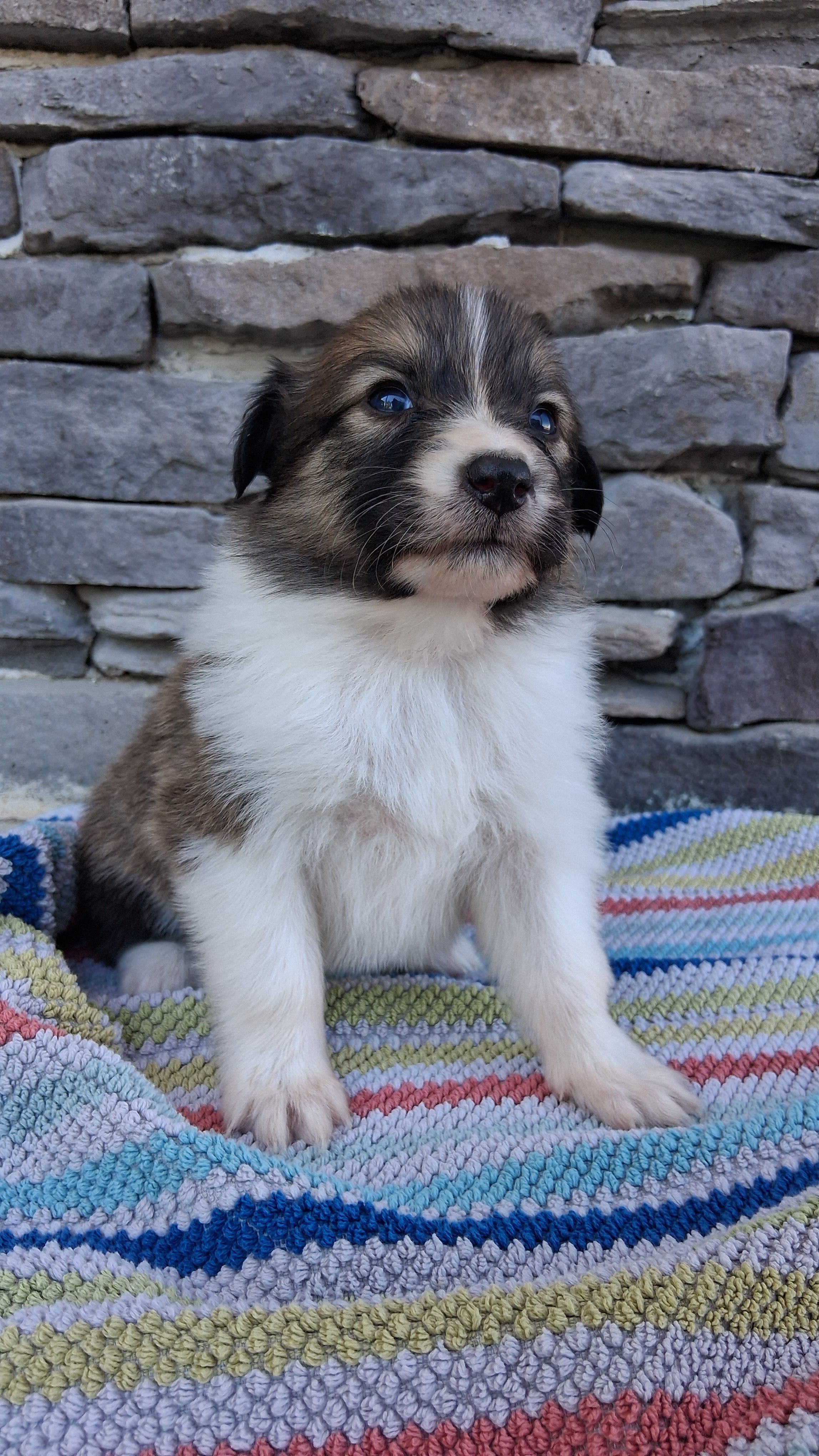 Indie, a female Collie for sale in Sumter, SC – 3 of 3
