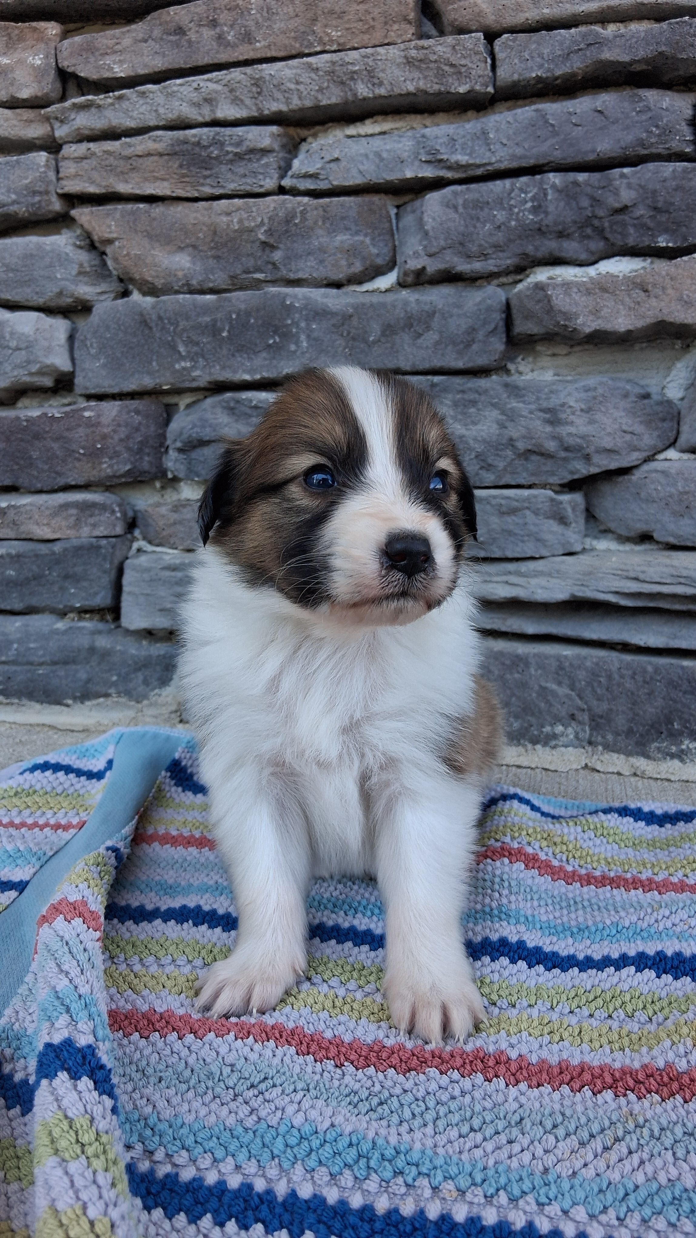 Rusty, a male Collie for sale in Sumter, SC – 3 of 3