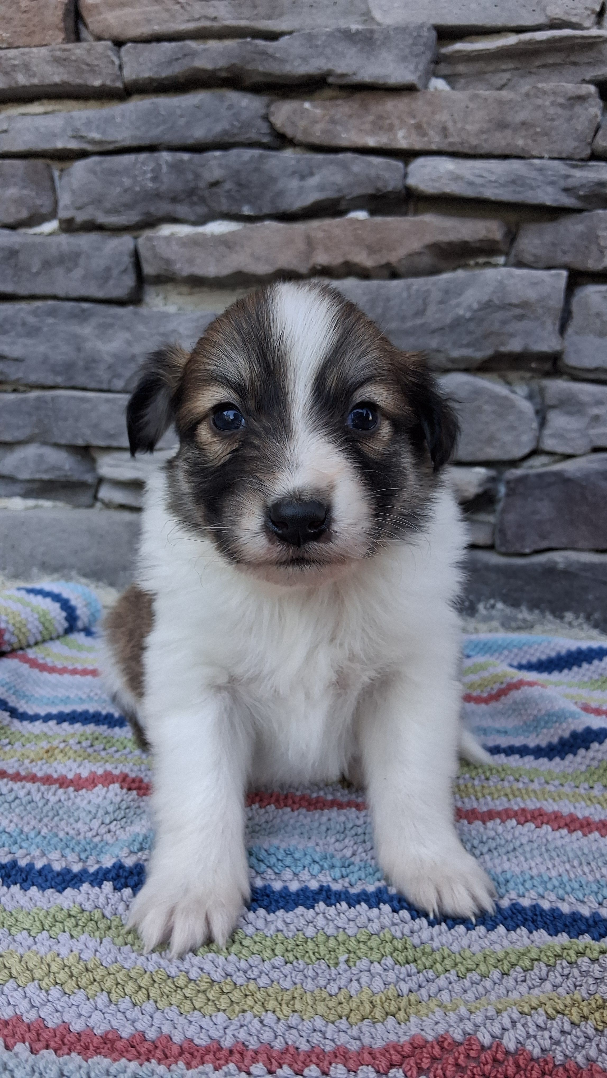 Chloe, a female Collie for sale in Sumter, SC – 2 of 3