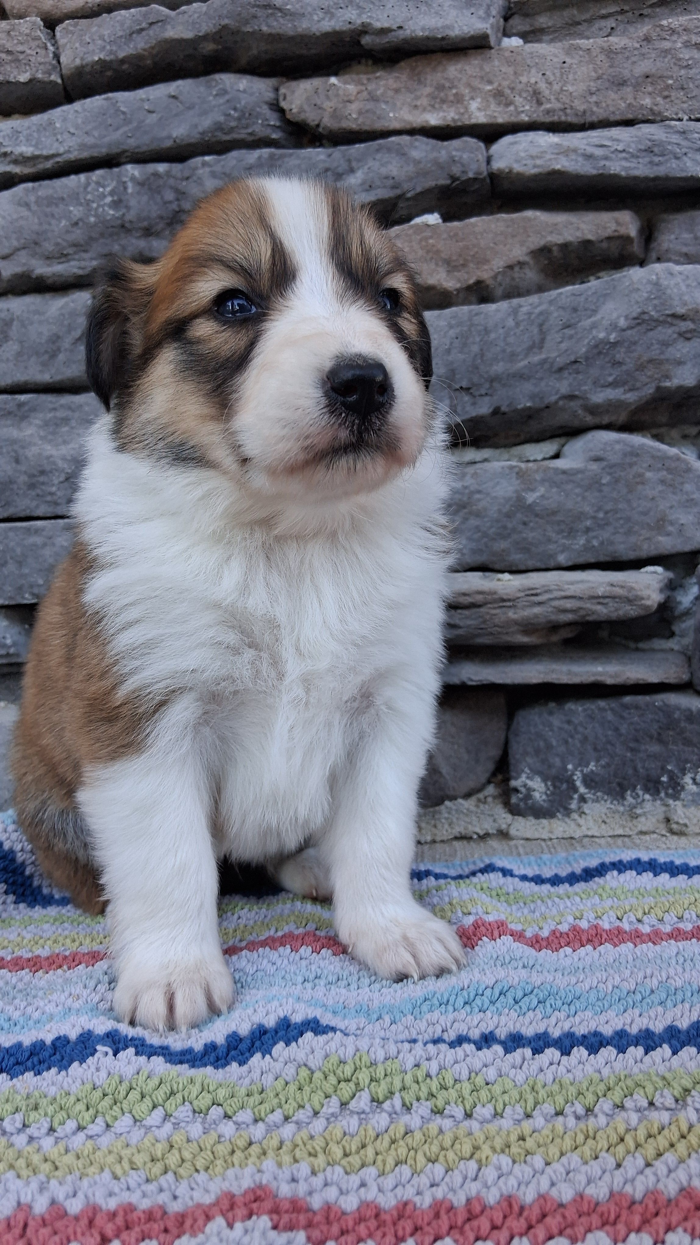 Honey, a female Collie for sale in Sumter, SC – 3 of 3