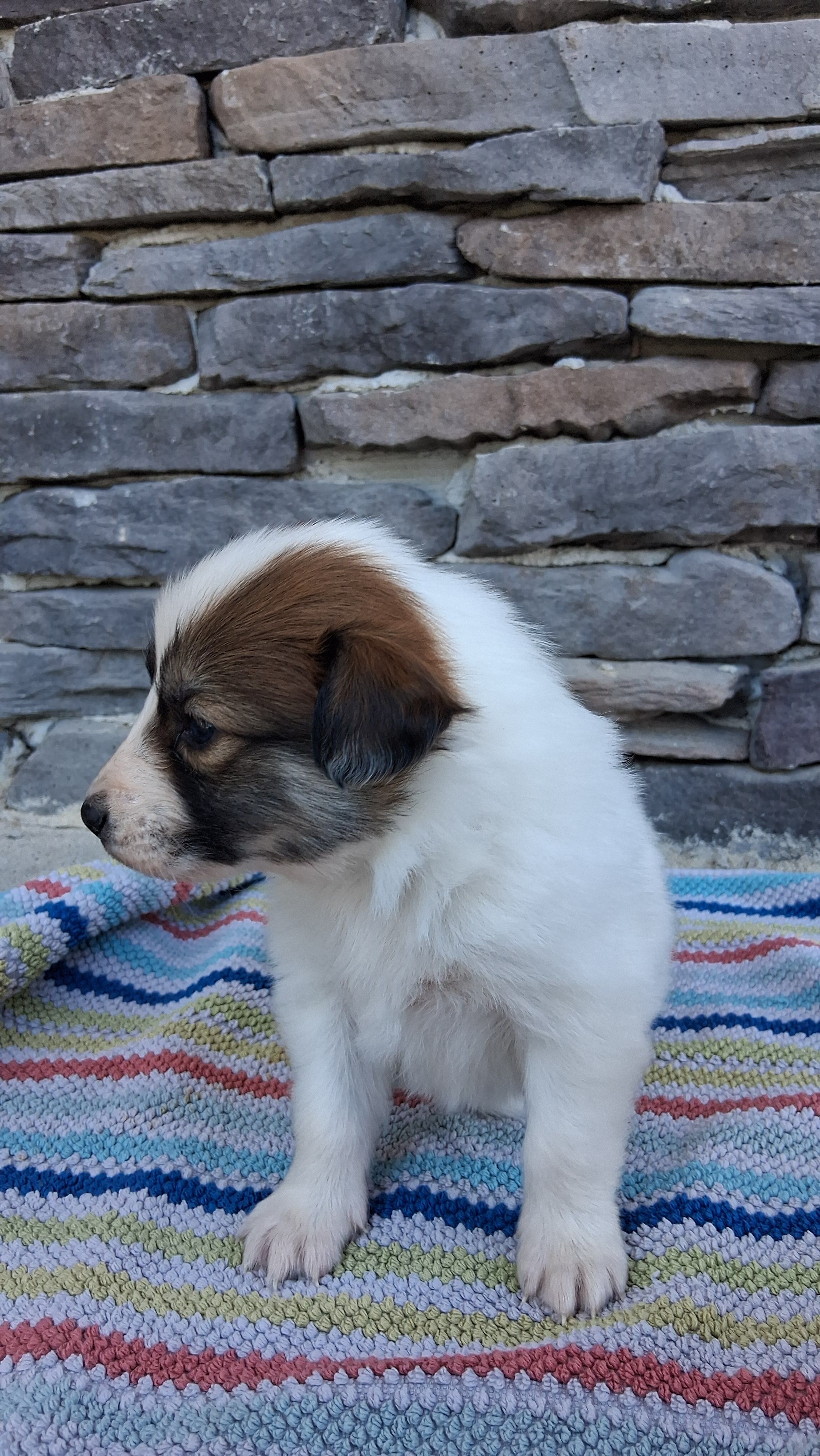 Lucky, a male Collie for sale in Sumter, SC – 2 of 3