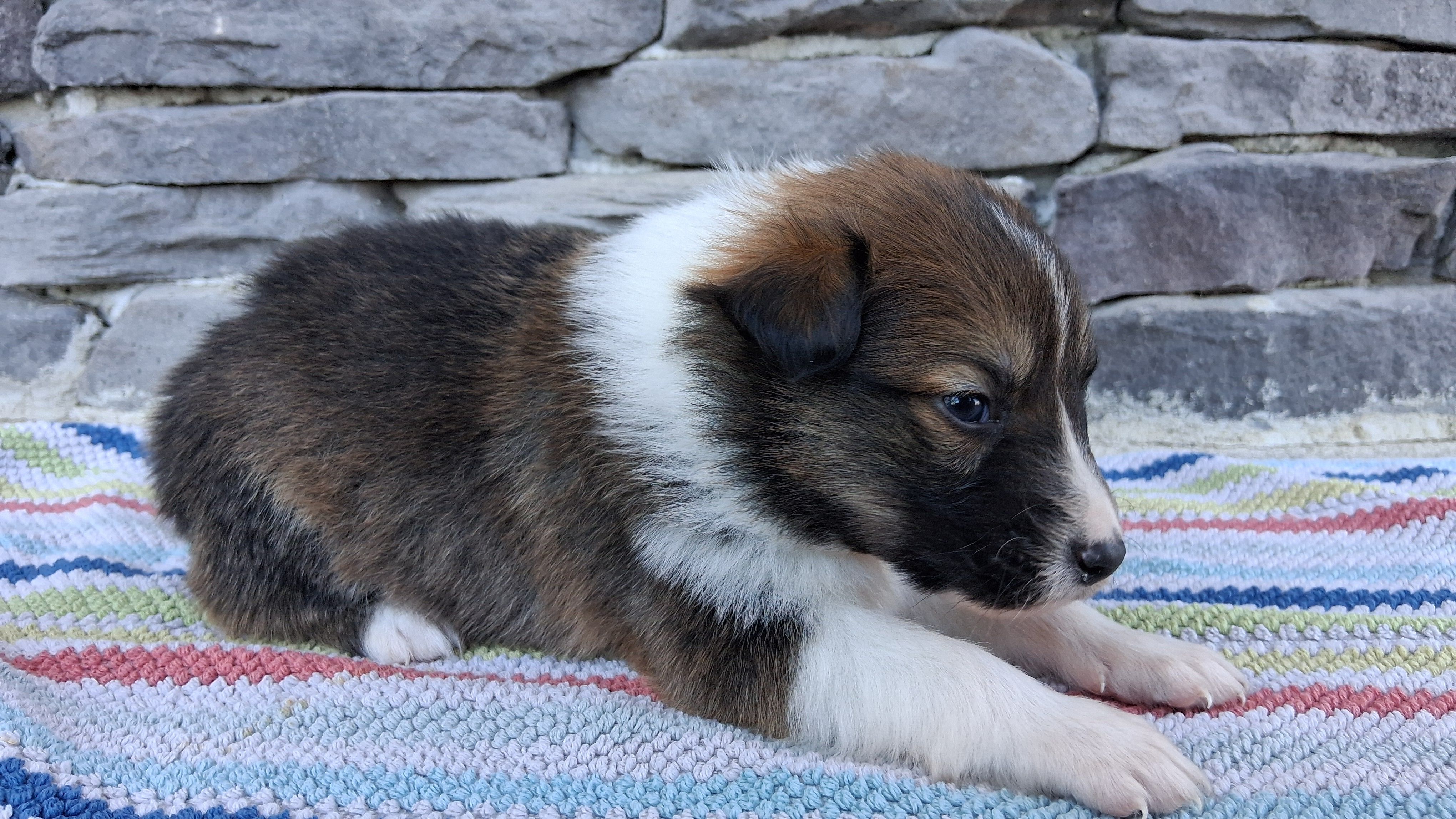 Winton, a male Collie for sale in Sumter, SC – 2 of 3