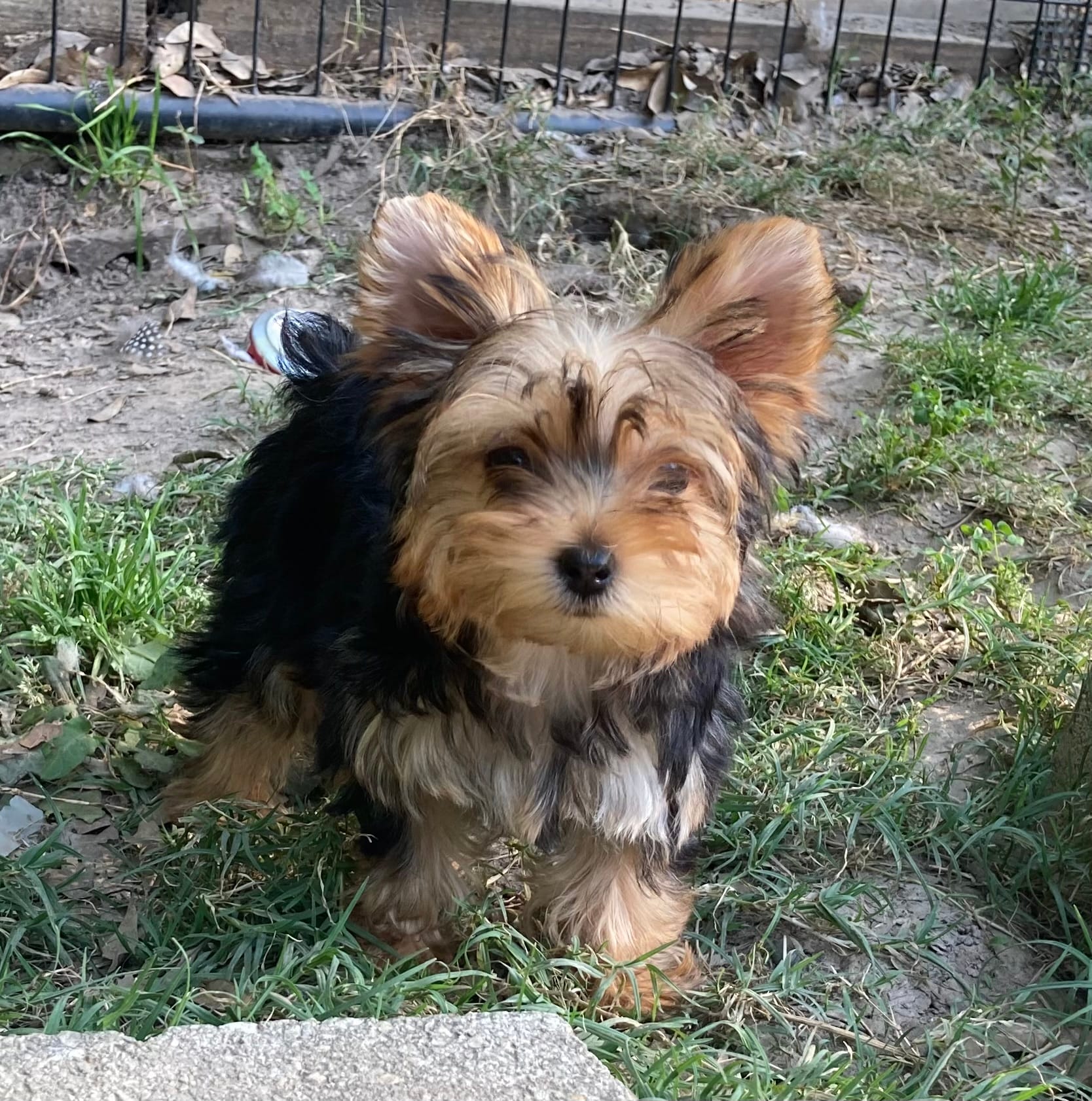 Paisley – Yorkshire Terrier puppy for sale in Gilmer, TX