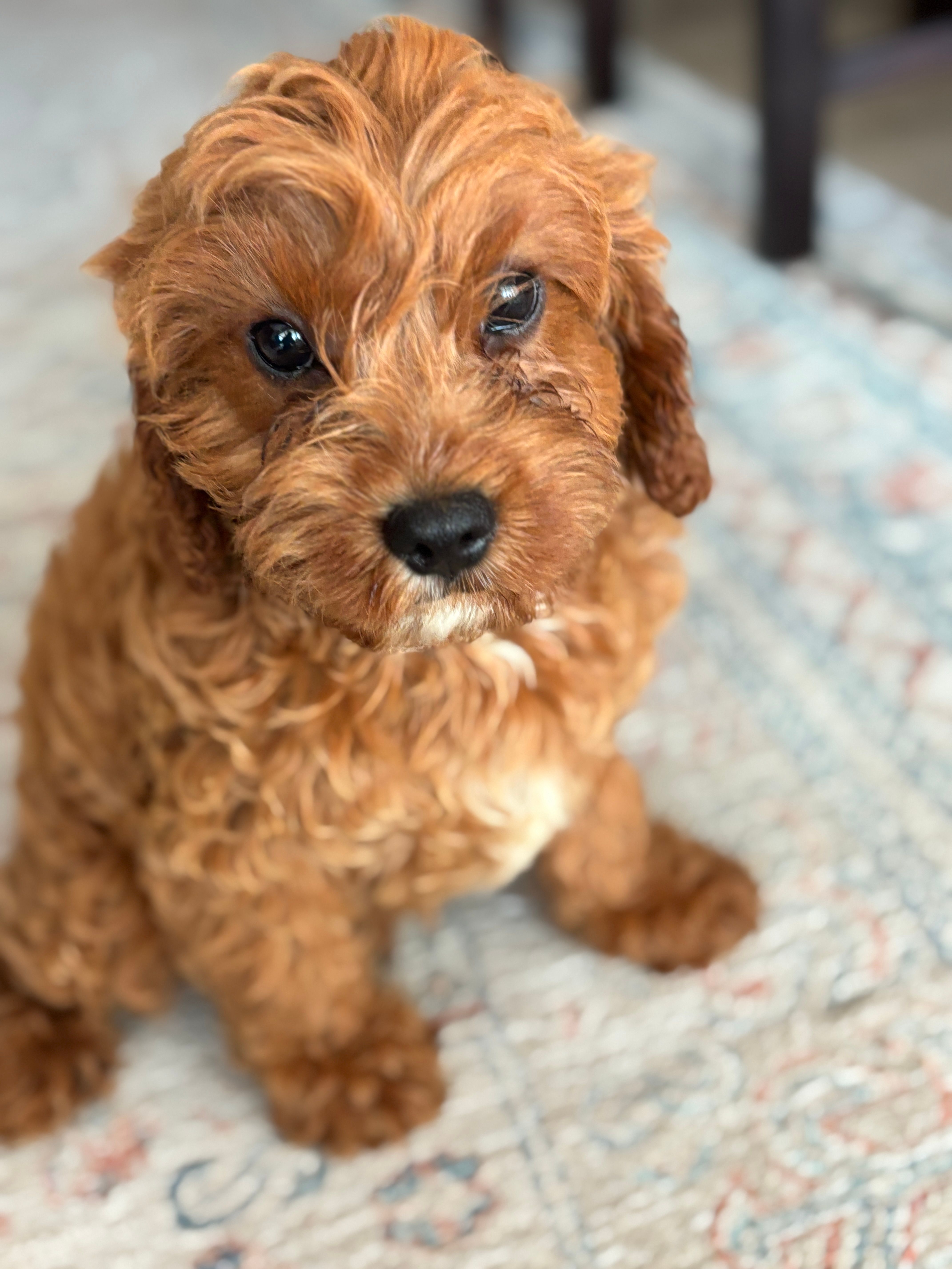 Teddy – Cavapoo puppy for sale in Fort Walton Beach, FL