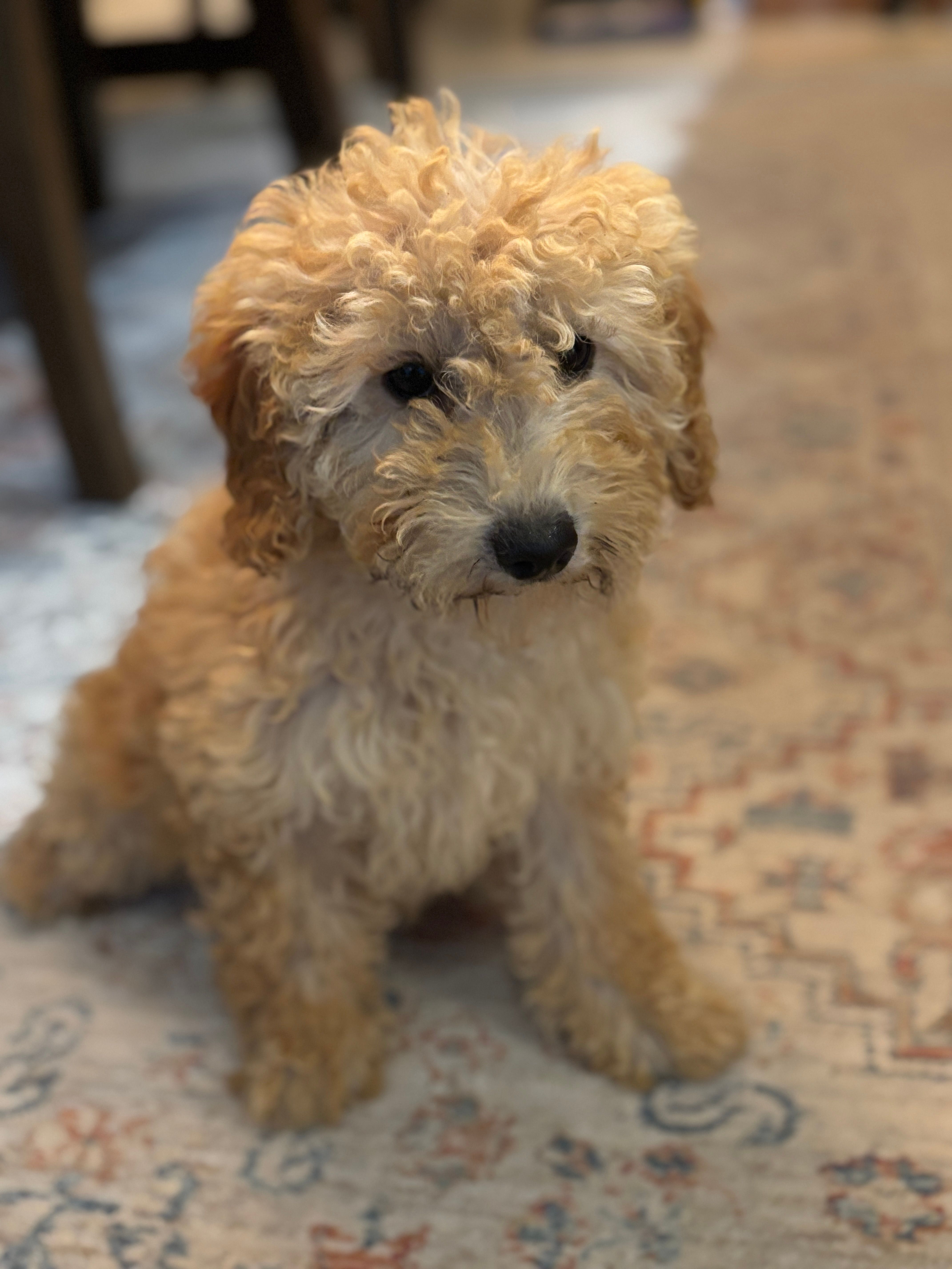Sophie – Poodle - Miniature  puppy for sale in Fort Walton Beach, FL