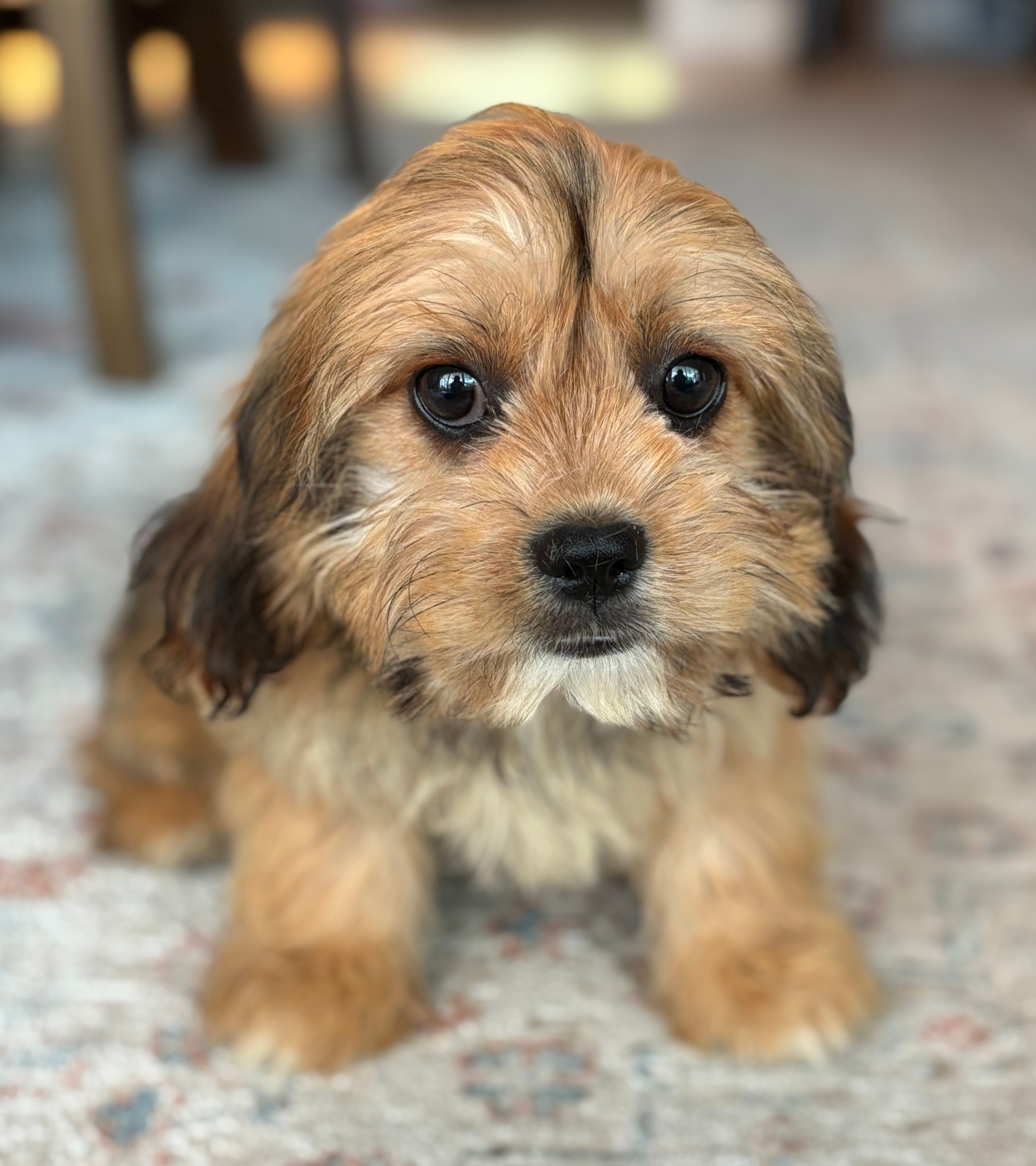 Hazel – Cavalier King Charles Spaniel, Shih Tzu puppy for sale in Fort Walton Beach, FL