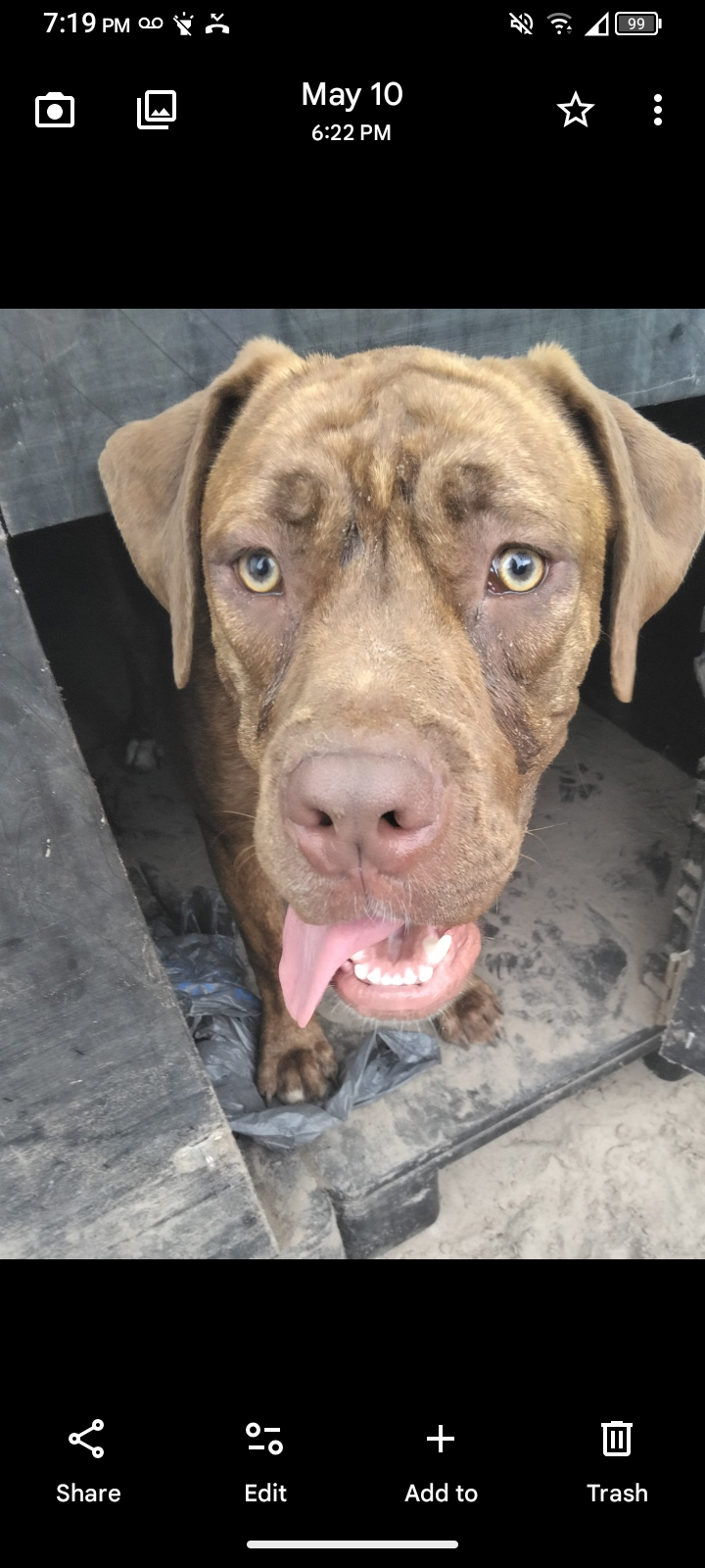 Jorgelina  – Neapolitan Mastiff puppy for sale in Gainesville, FL