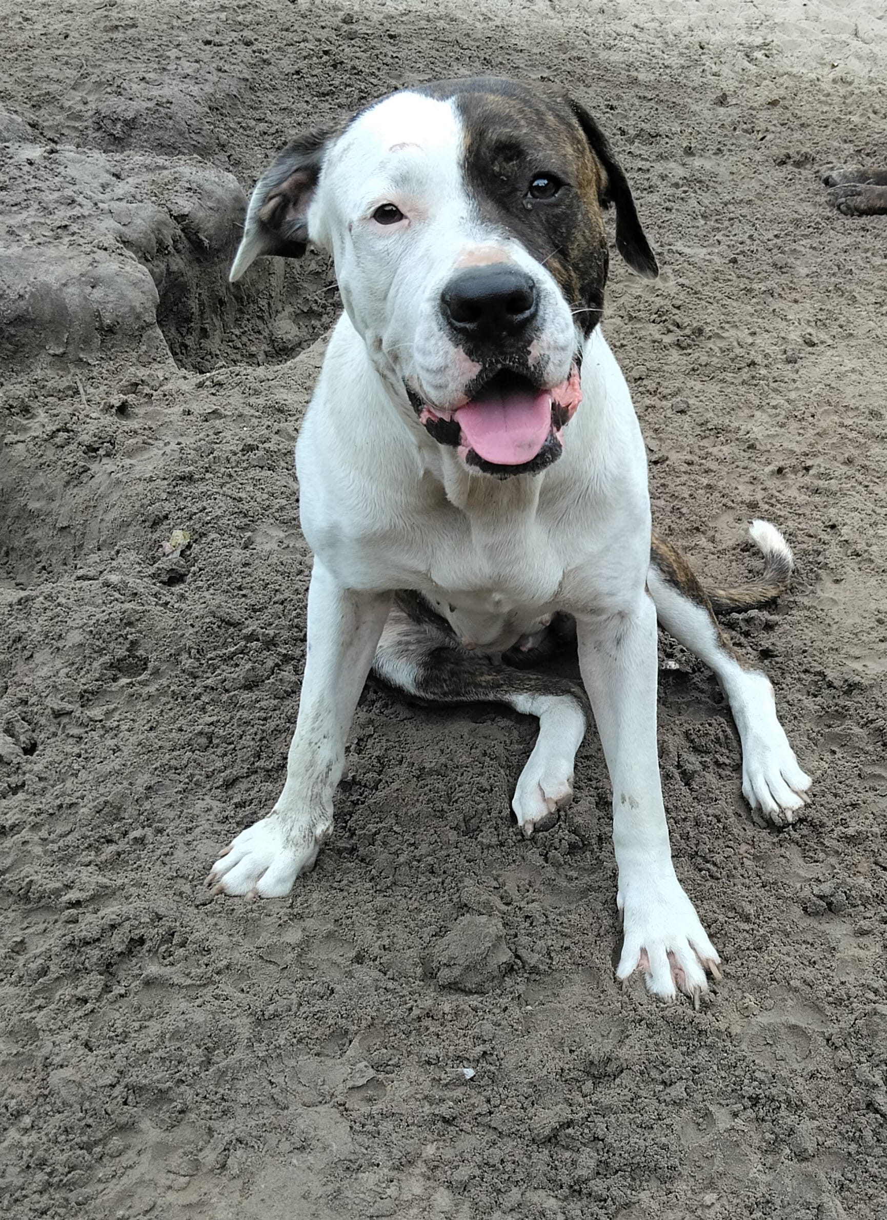 Alice  – American Bulldog puppy for sale in Gainesville, FL