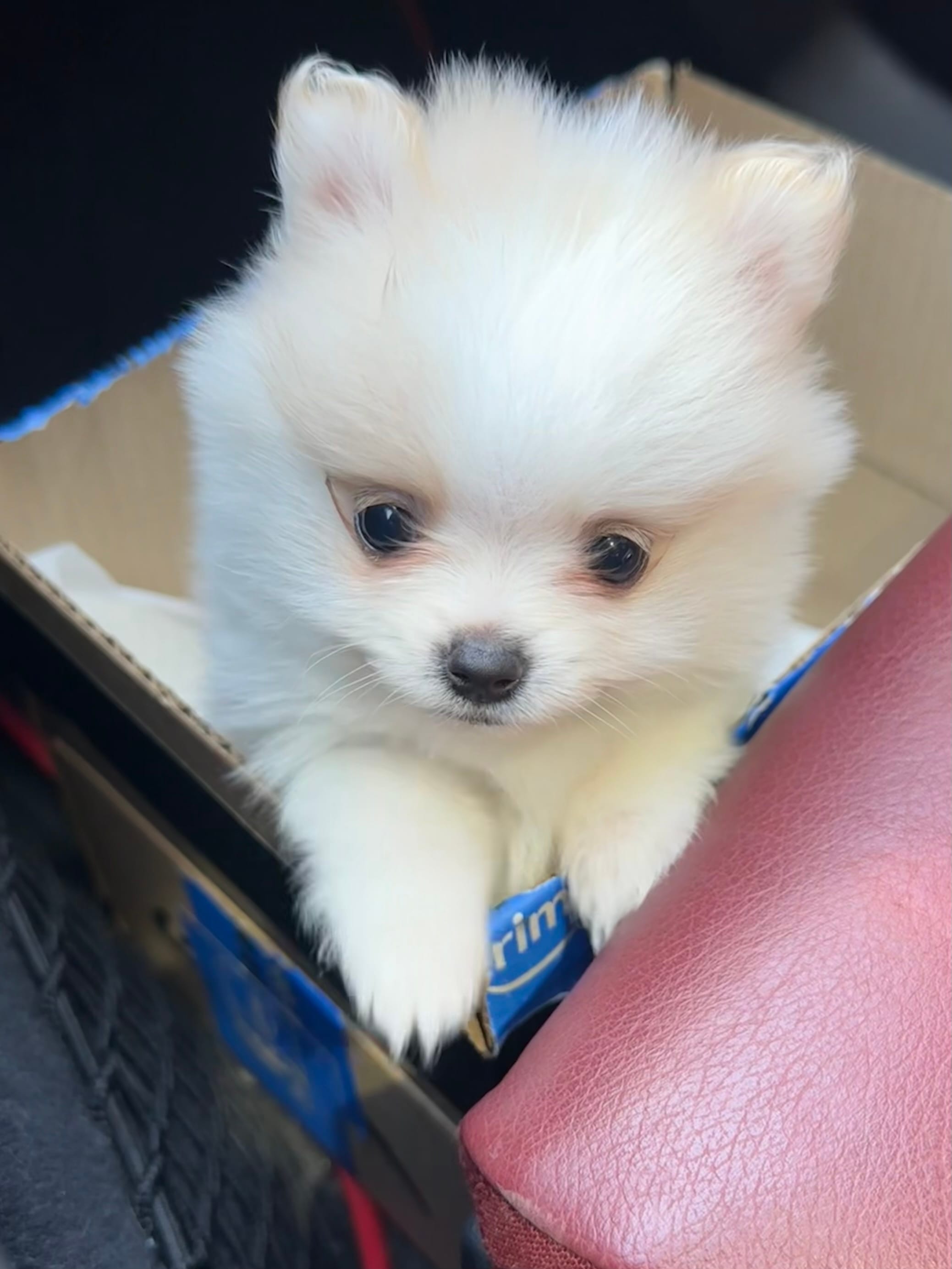 Tilly – Pomeranian puppy for sale in Laredo, TX
