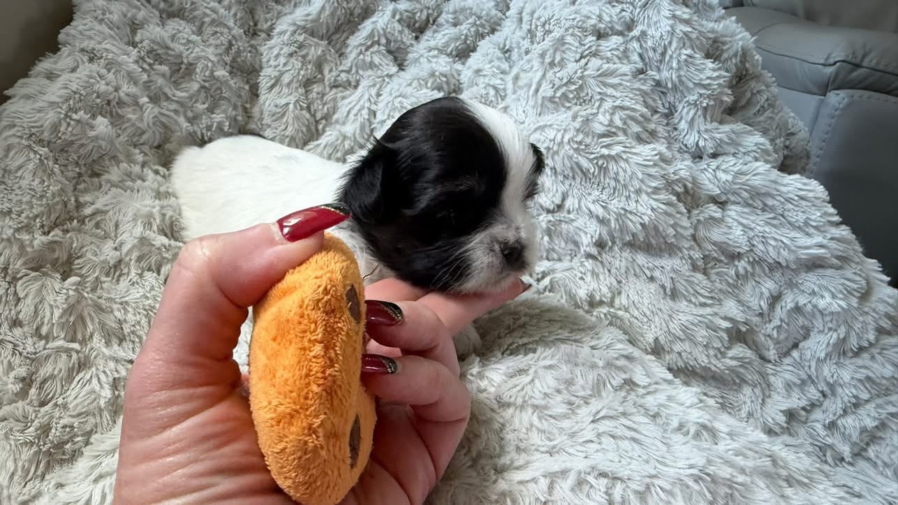 CKC Oreo – Shih Tzu puppy for sale in Jacksonville, FL
