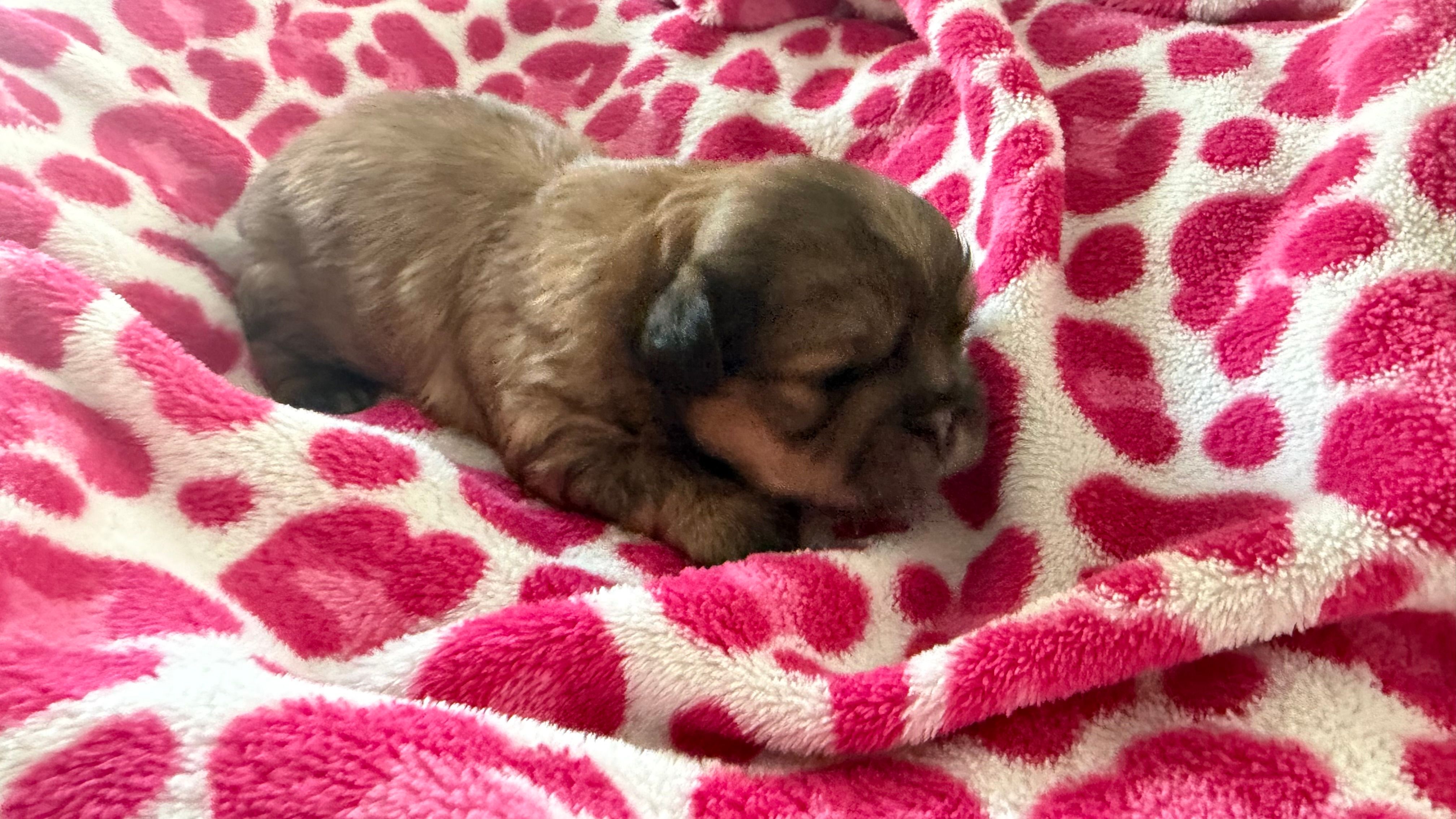 CKC Mocha (ShihTzu ) – Shih Tzu puppy for sale in Jacksonville, FL