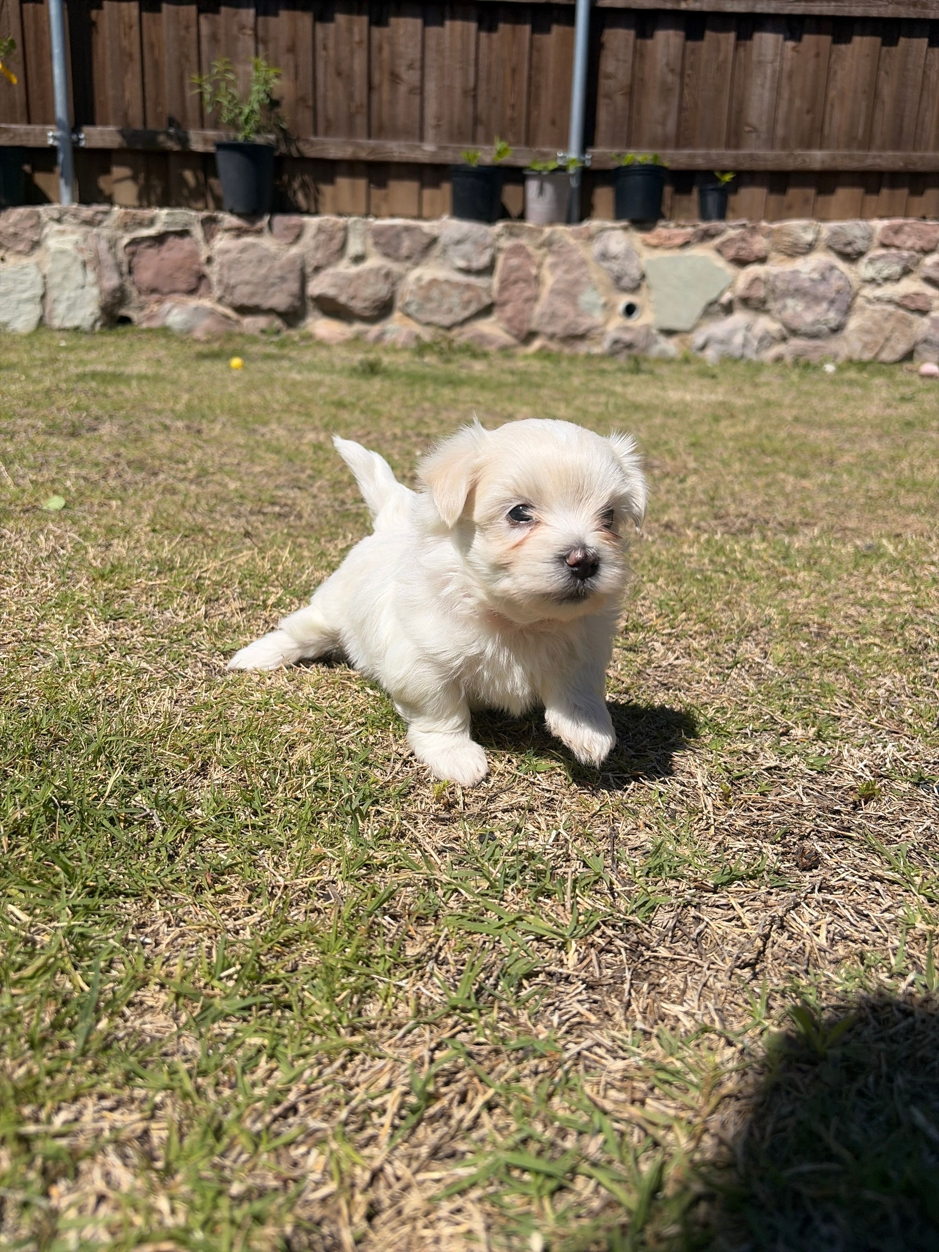 Tigger – Maltese puppy for sale in Rockwall, TX