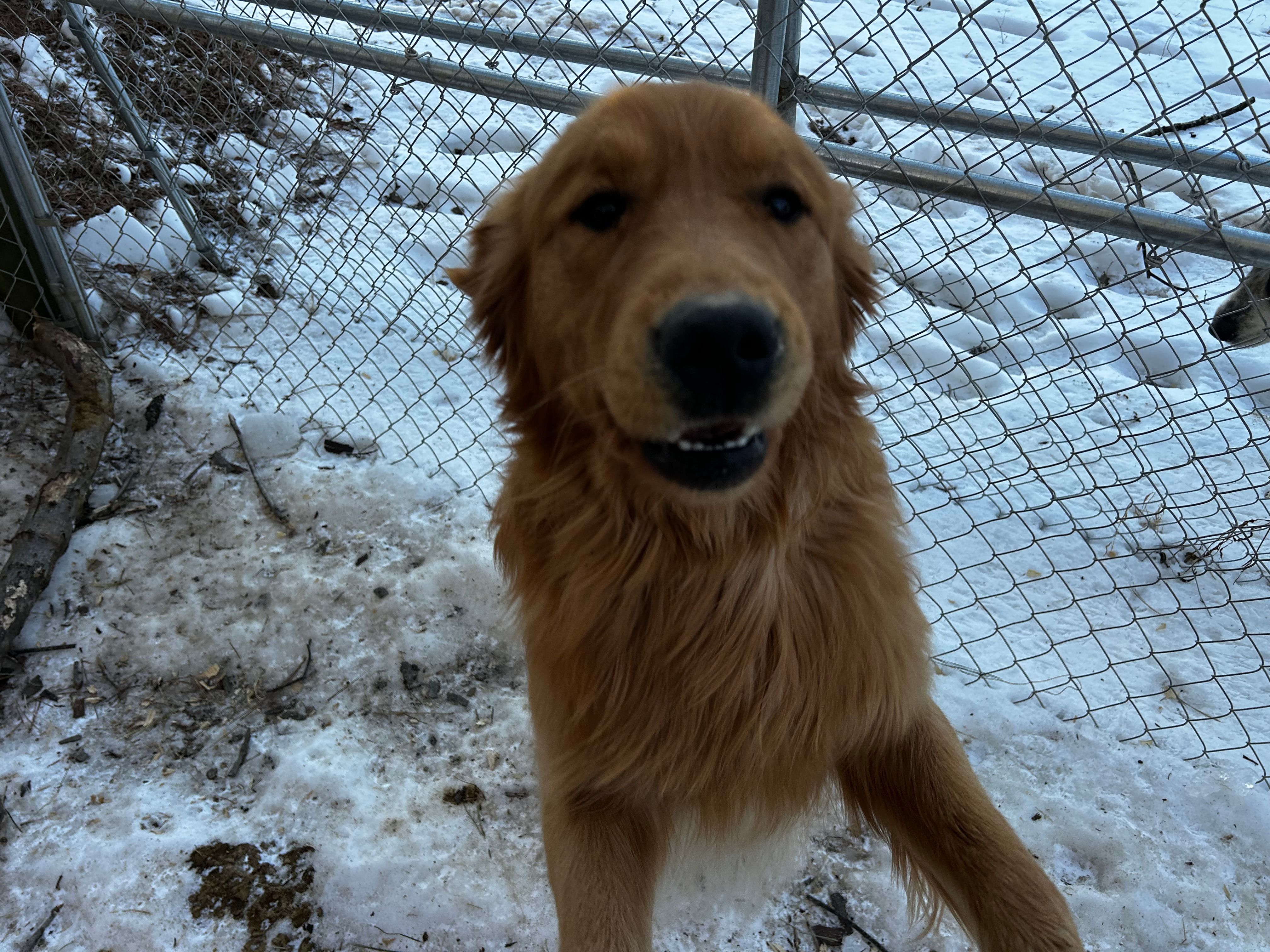 Henry – Golden Retriever puppy for sale in Stanardsville, VA