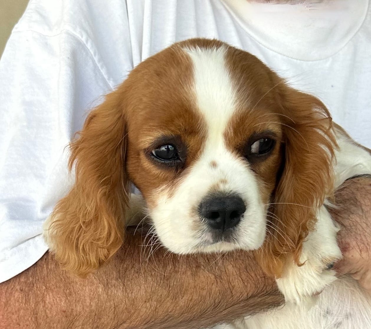 Shelby - potential chocolate carrier - full breeding rights available – Cavalier King Charles Spaniel puppy for sale in Durham, CA