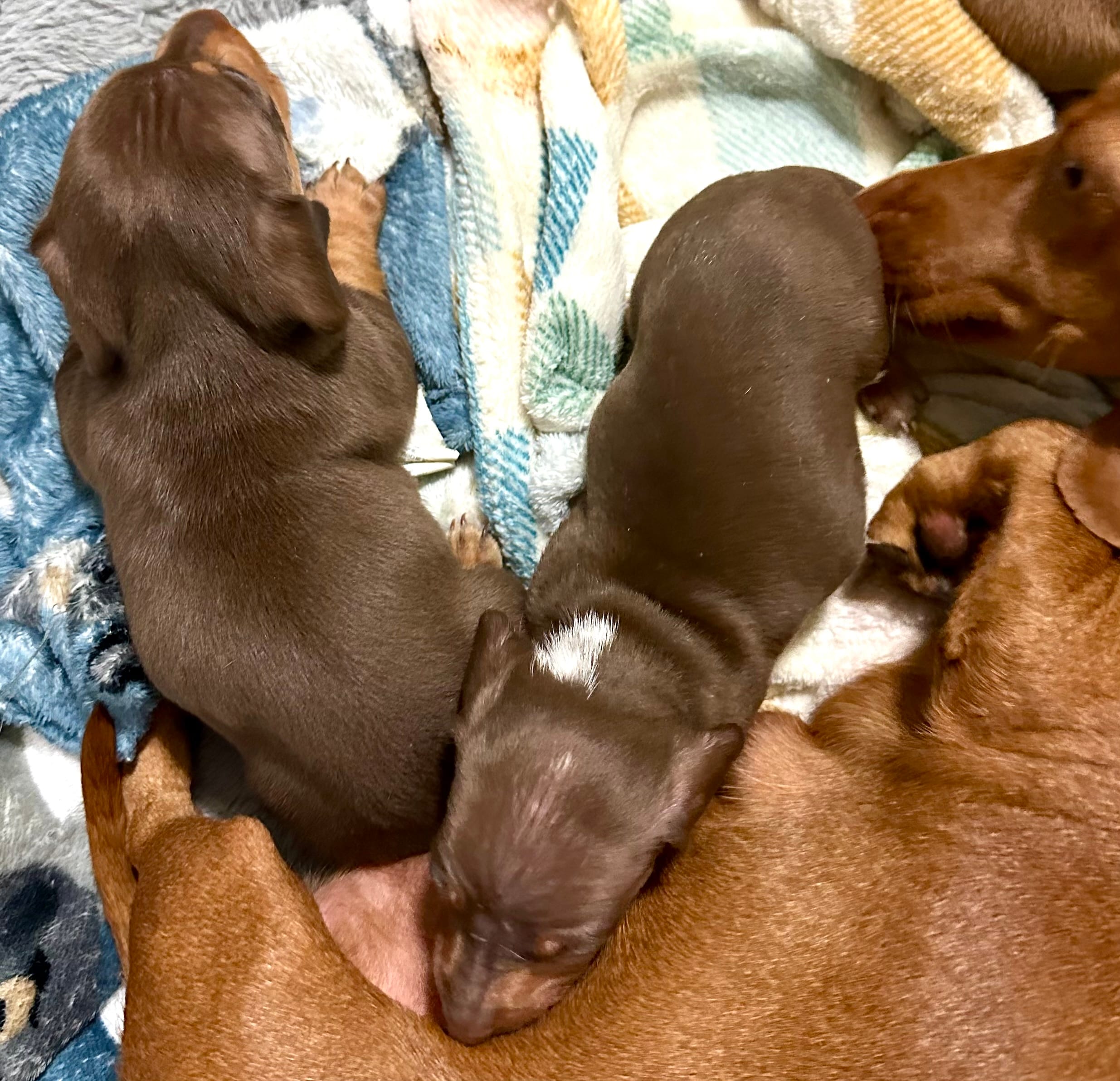 Red and white male  – Miniature Dachshund puppy for sale in Corona, CA
