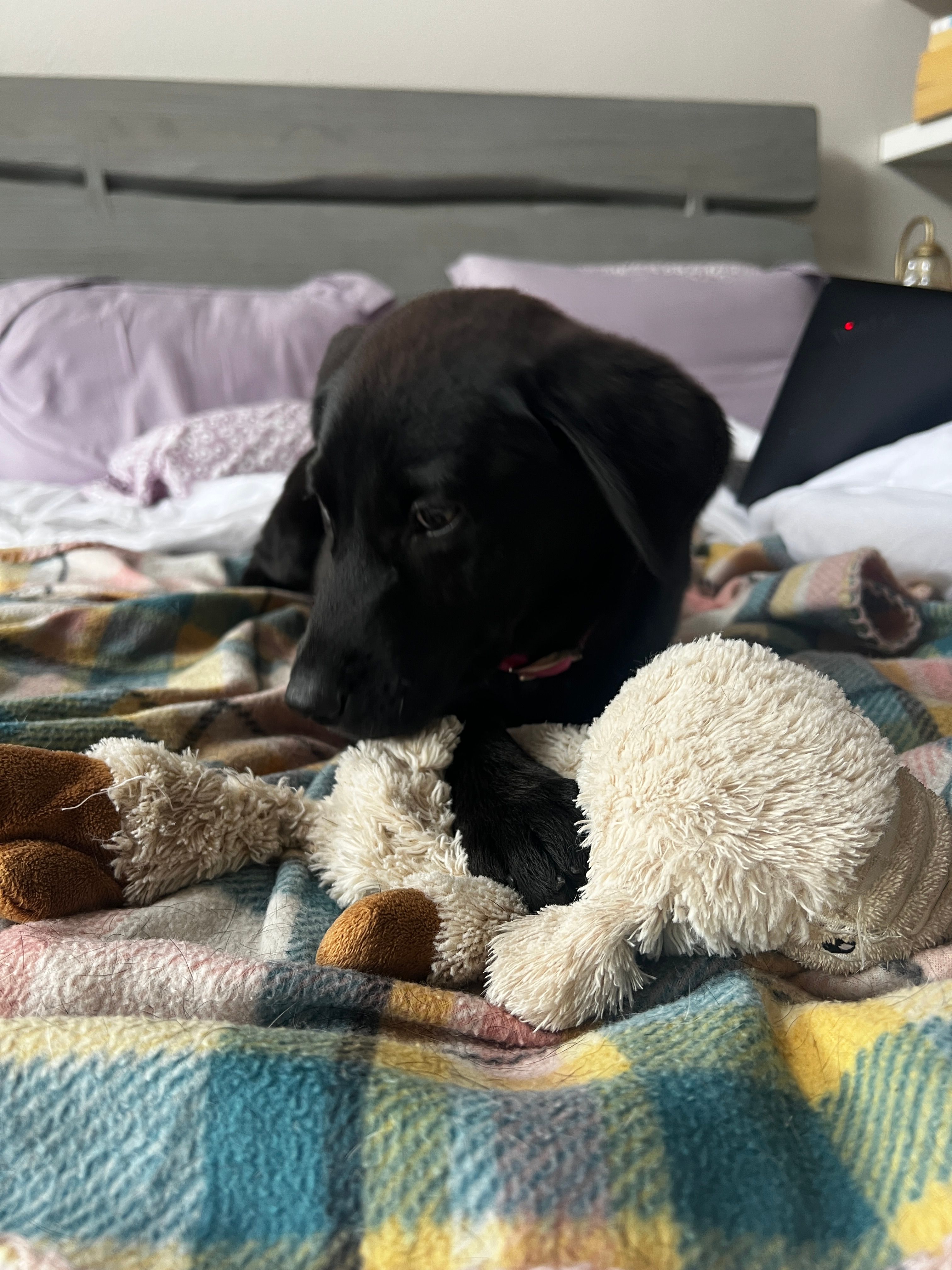 Razzle – Labrador Retriever puppy for sale in Riverside, CA