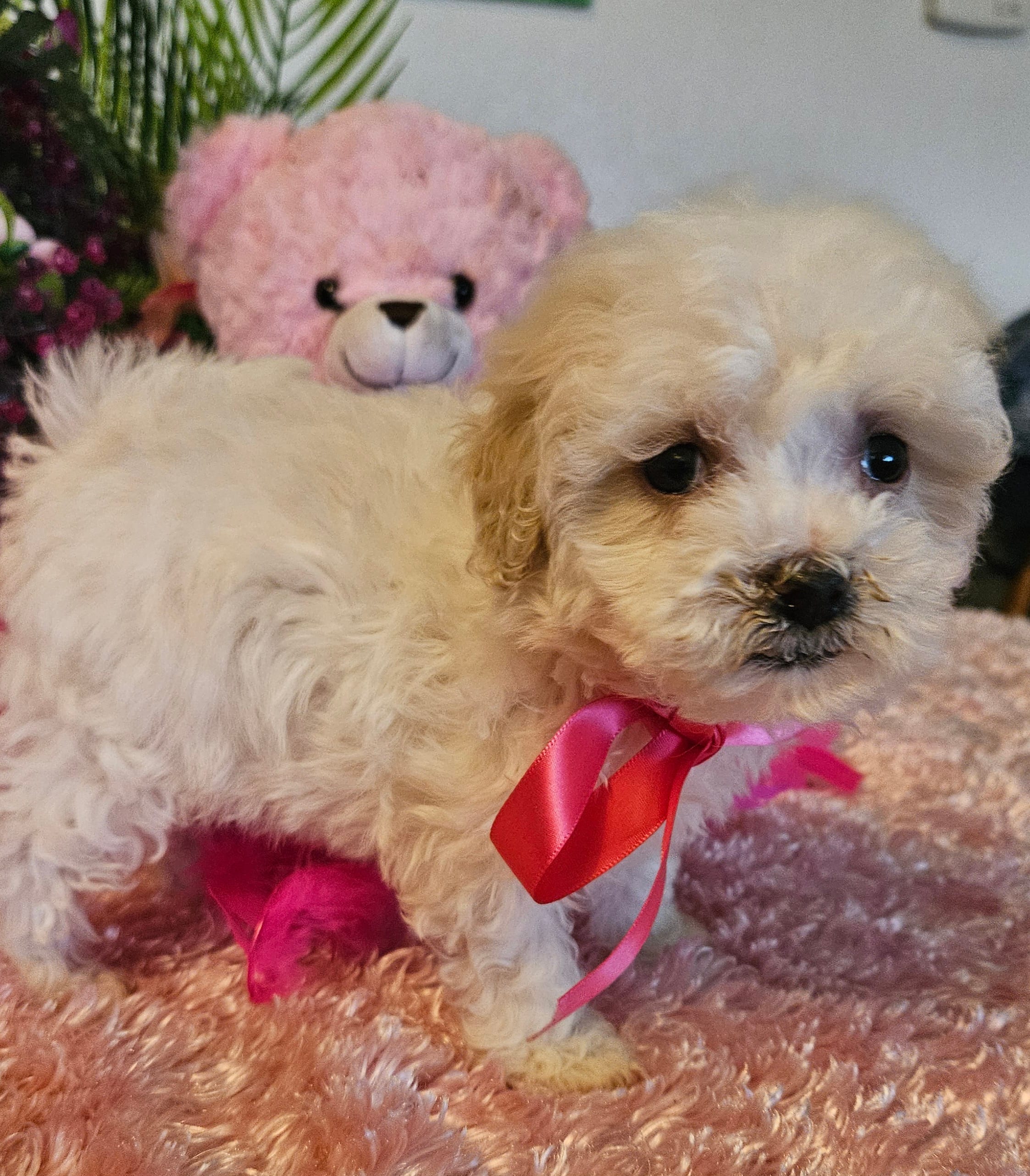 Fluffy – Maltese puppy for sale in Lancaster, MO