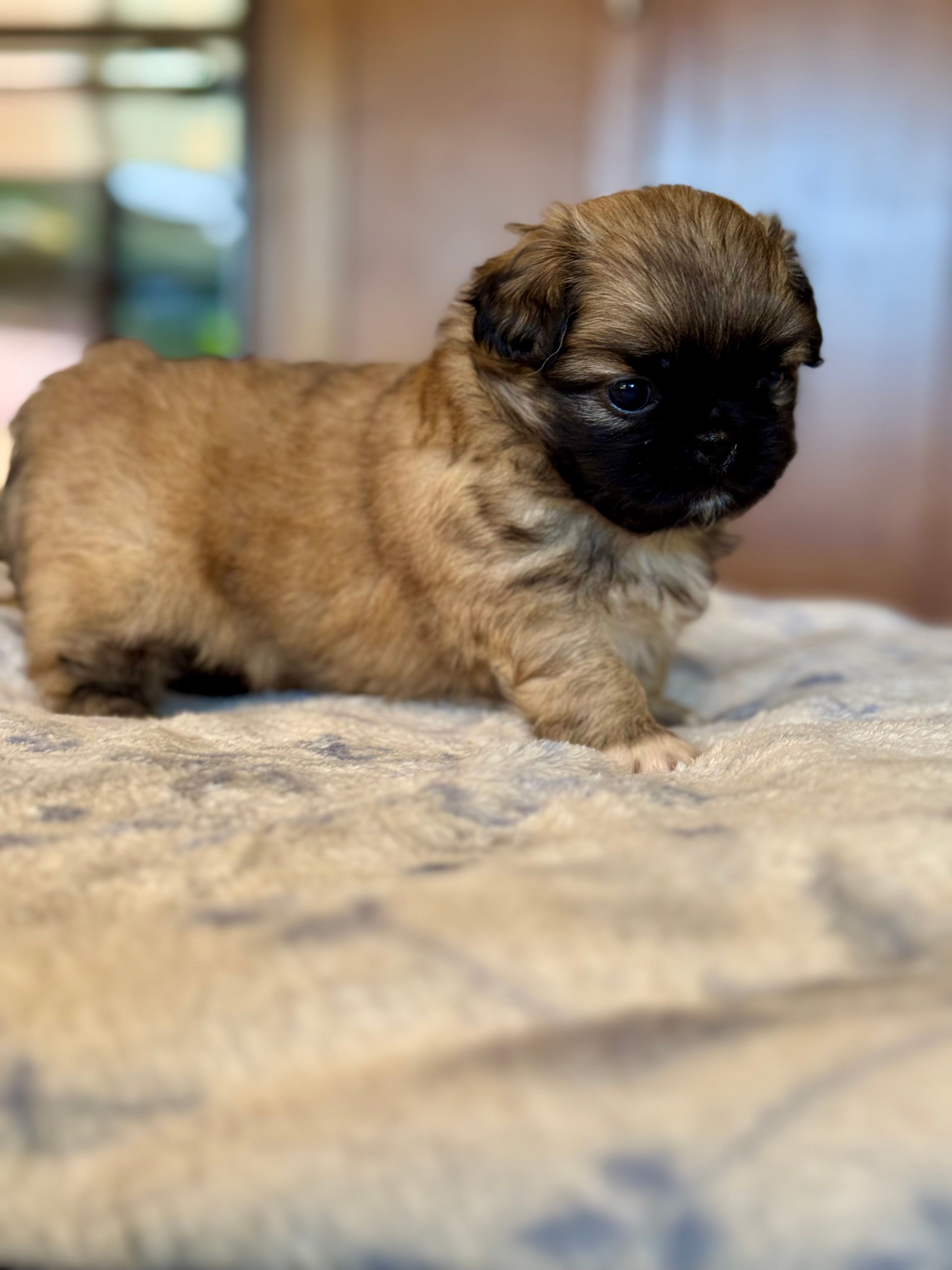Daphne  – Pekingese puppy for sale in Tampa, FL
