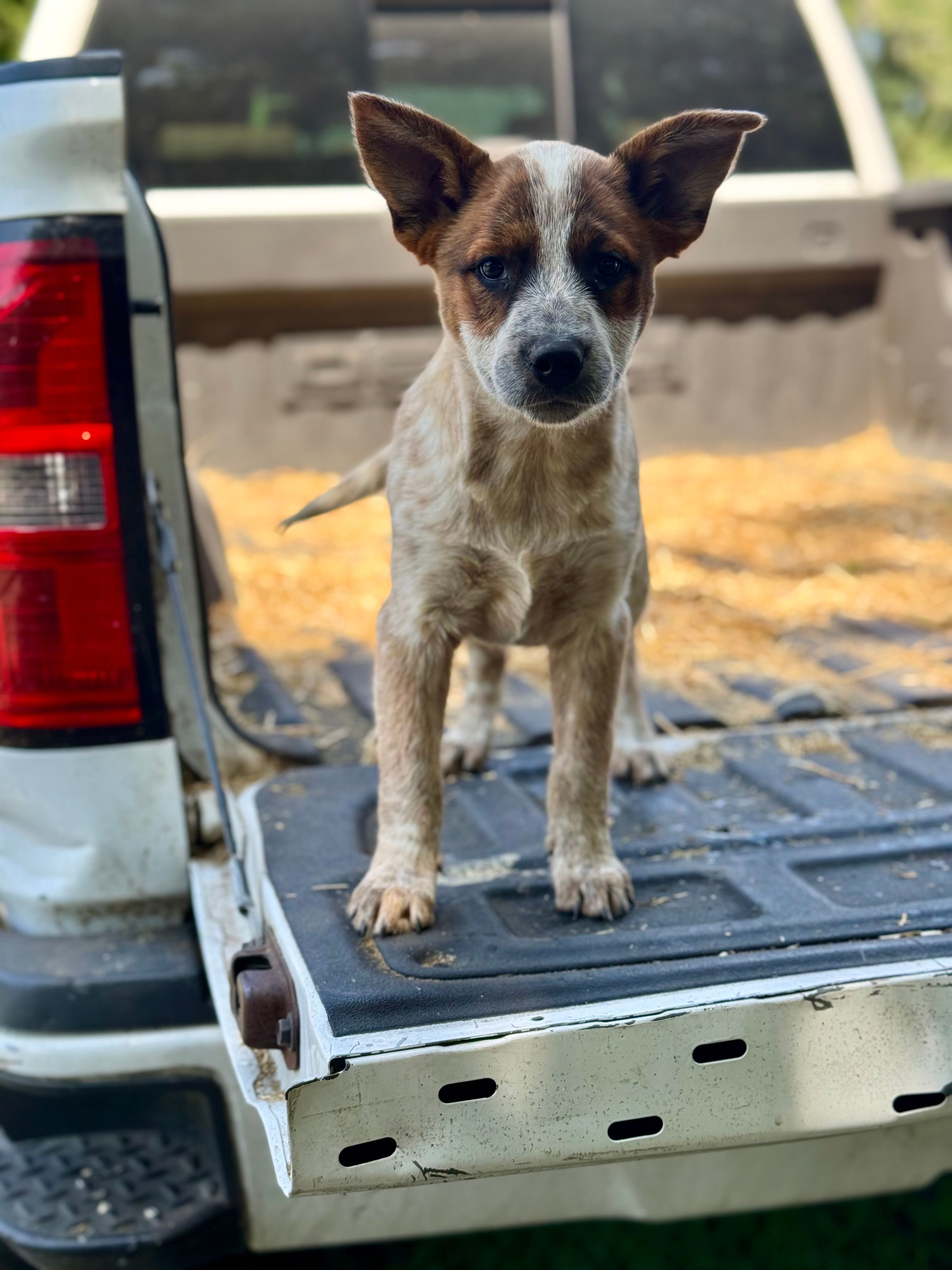 Maggie – Australian Cattle Dog puppy for sale in Tampa, FL