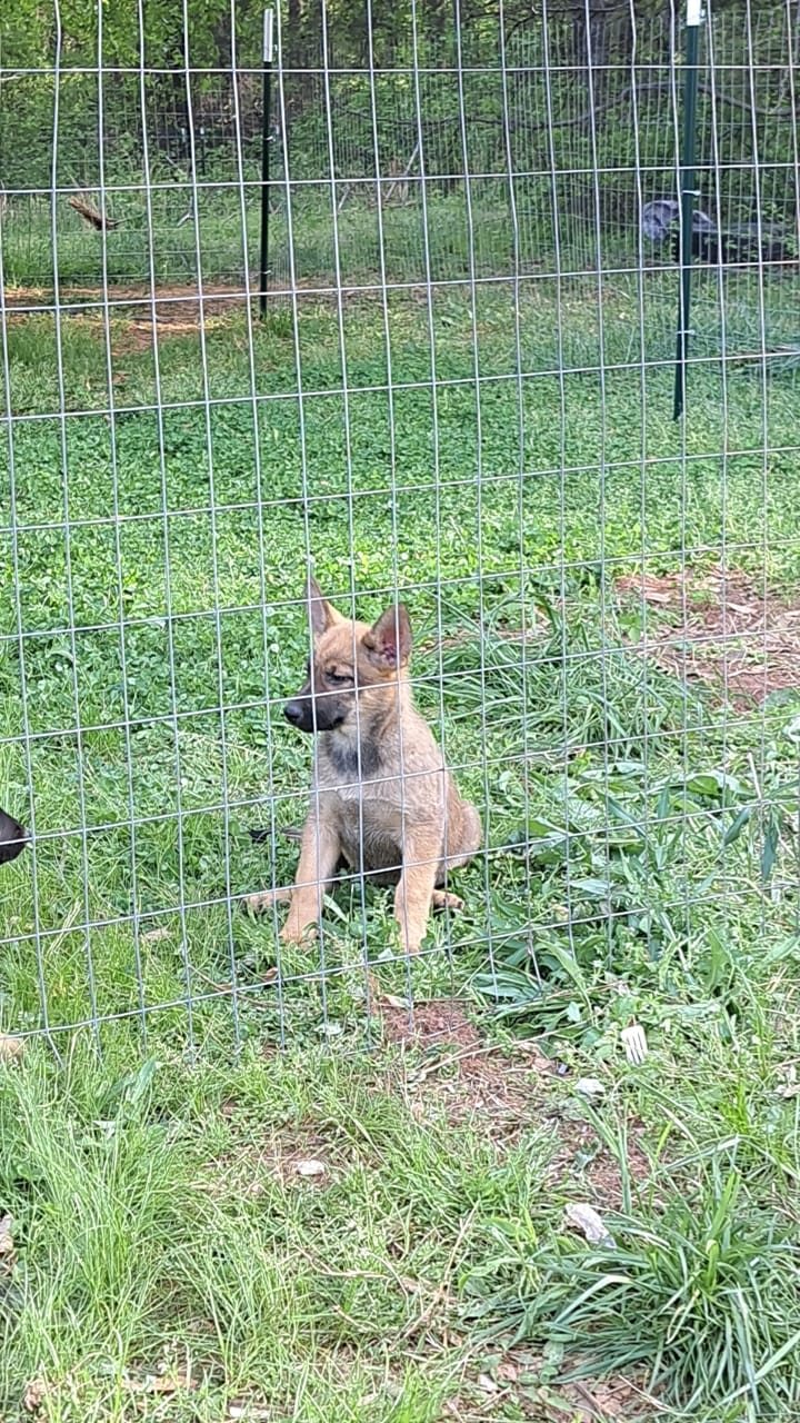 Star – German Shepherd Dog puppy for sale in Greer, SC