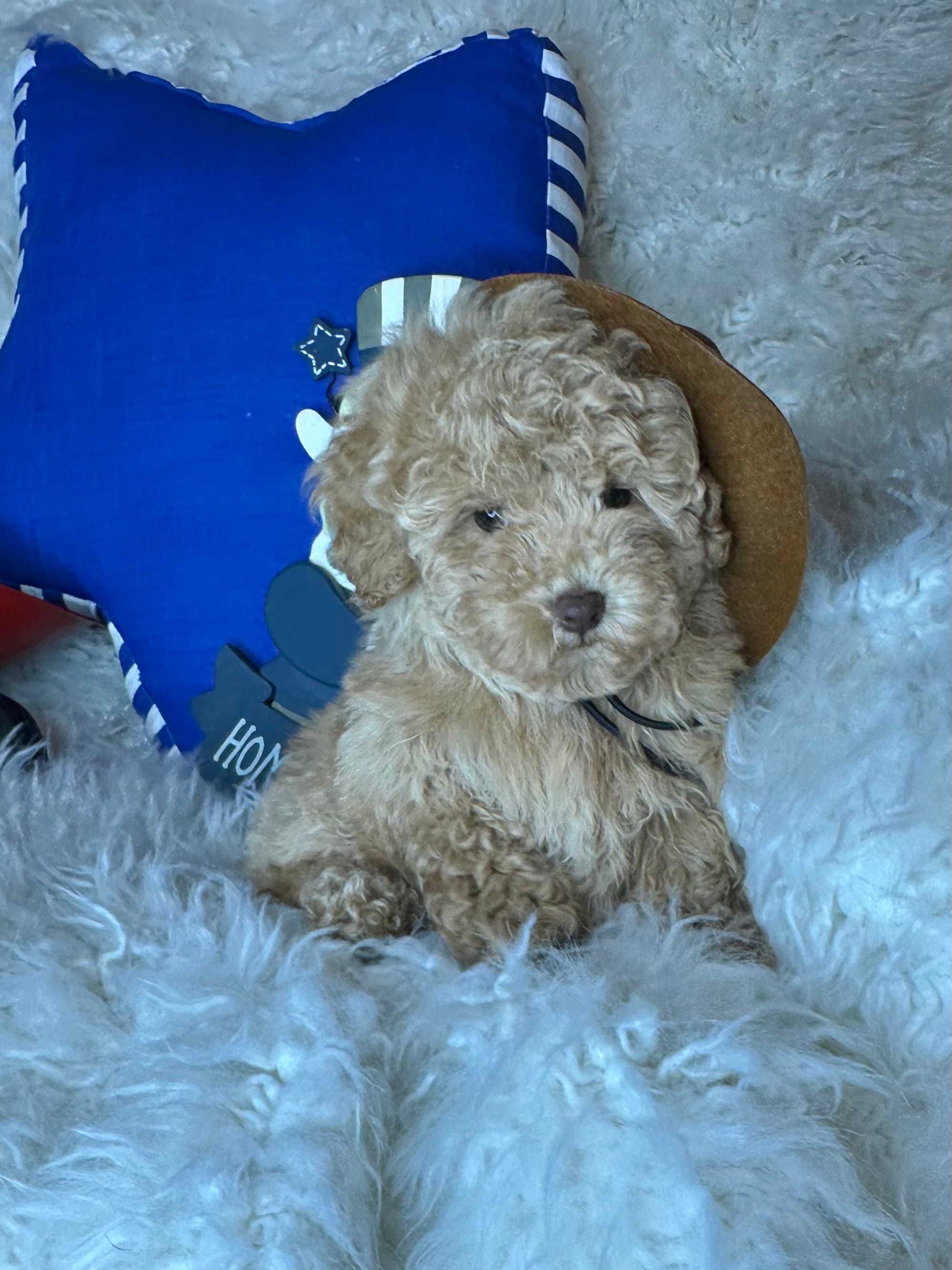 Yankee – Poodle - Toy  puppy for sale in Godwin, NC