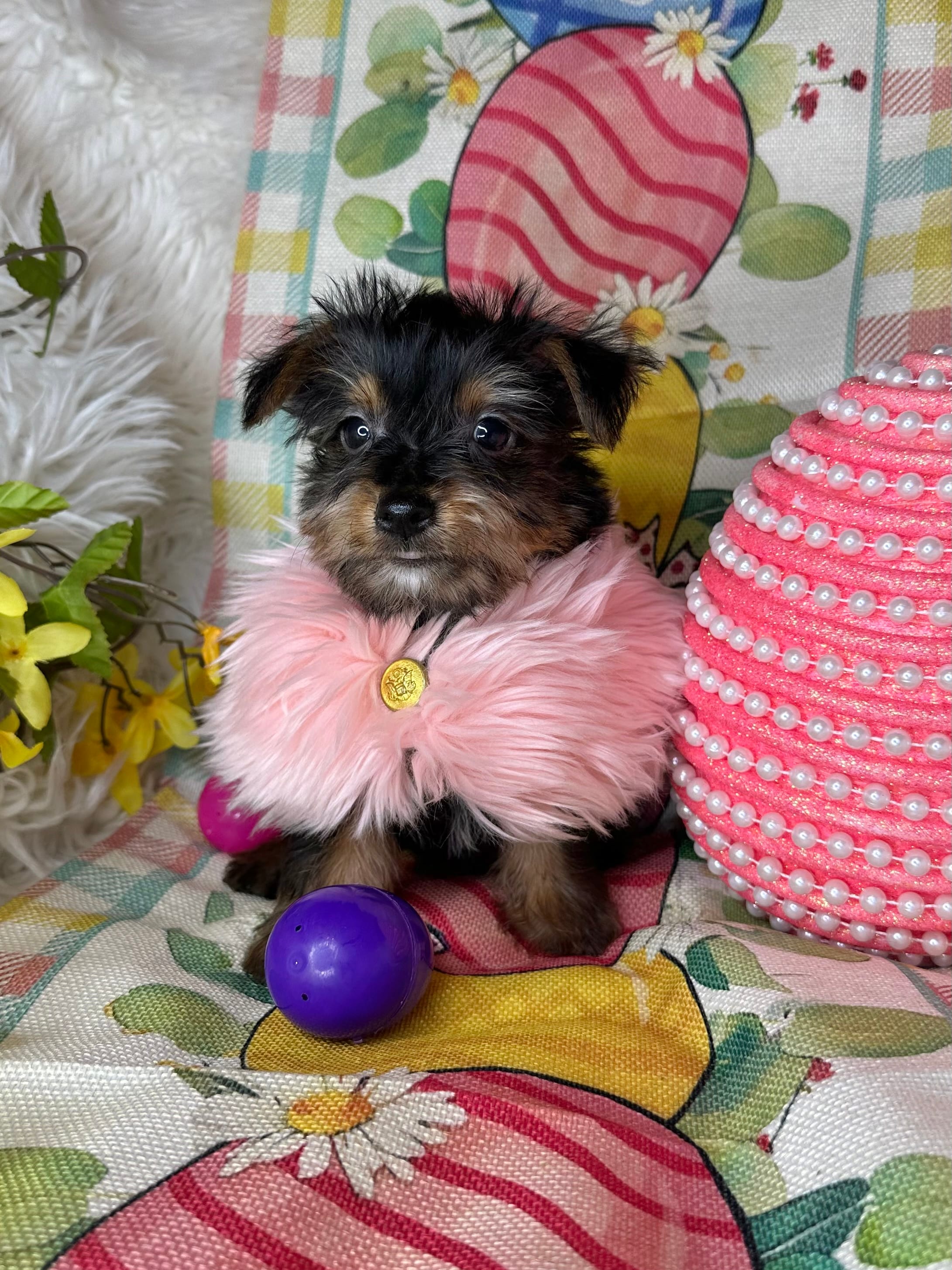 Bloom – Yorkshire Terrier puppy for sale in Godwin, NC