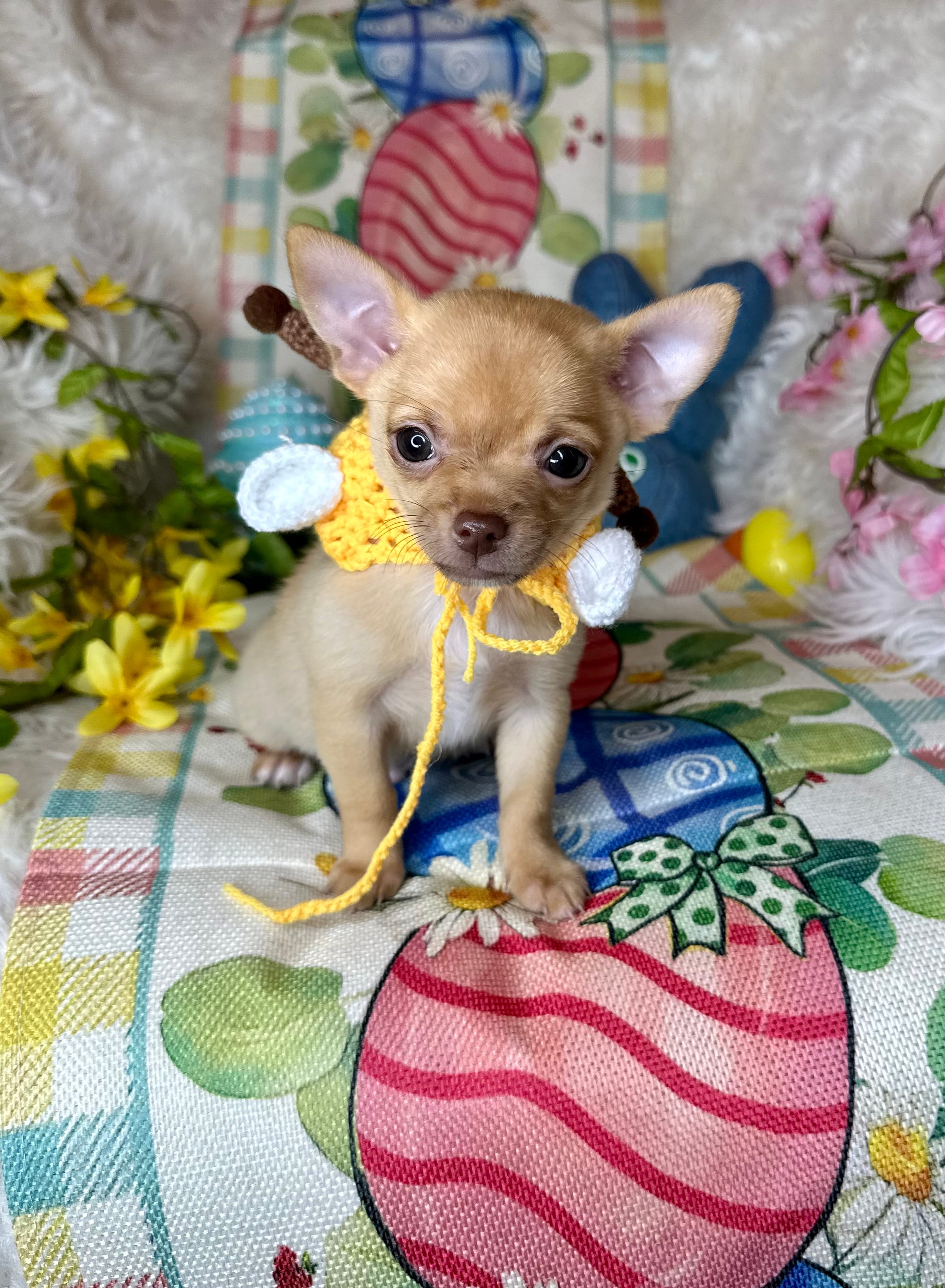 Sunshine – Chihuahua puppy for sale in Godwin, NC