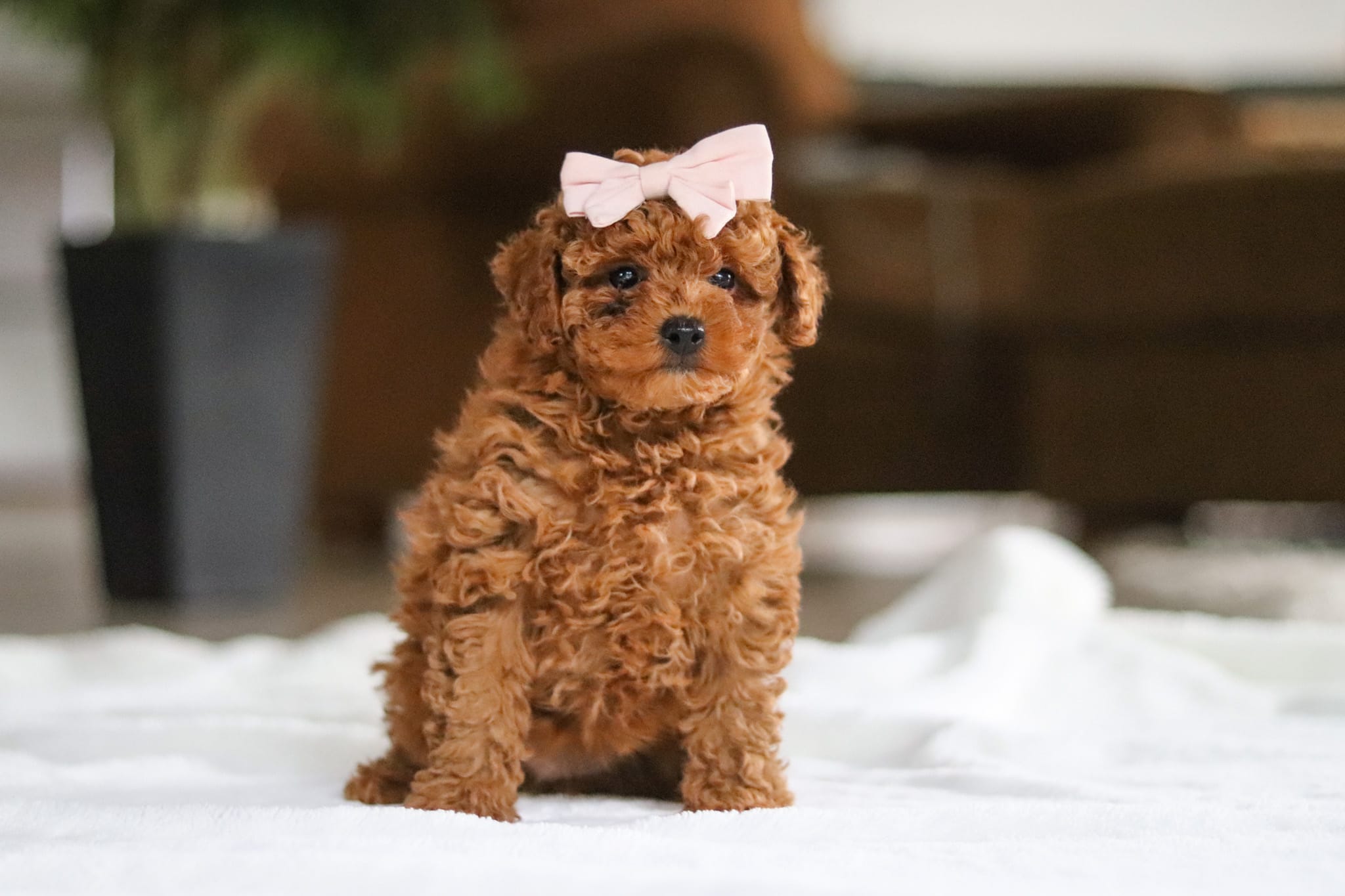 Allie – Maltipoo puppy for sale in Baltic, OH