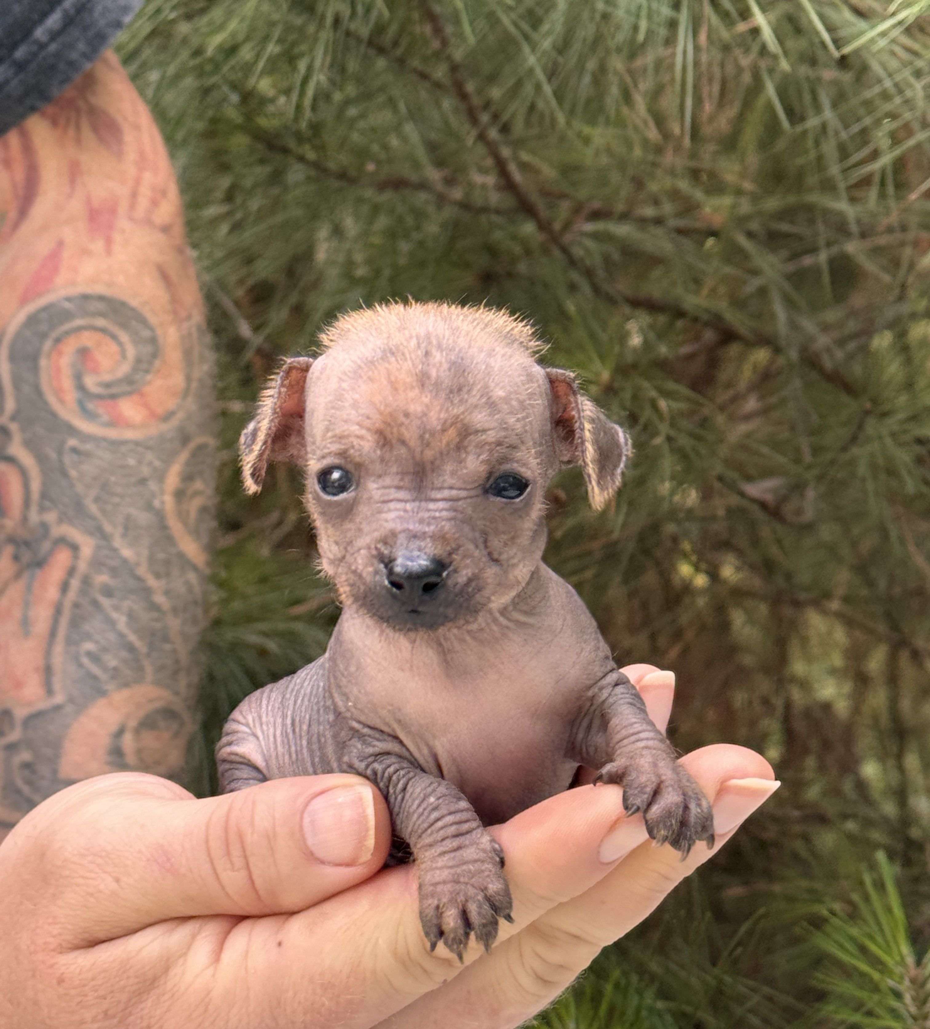Kaida – Xoloitzcuintli, Chihuahua puppy for sale in Camden, AR