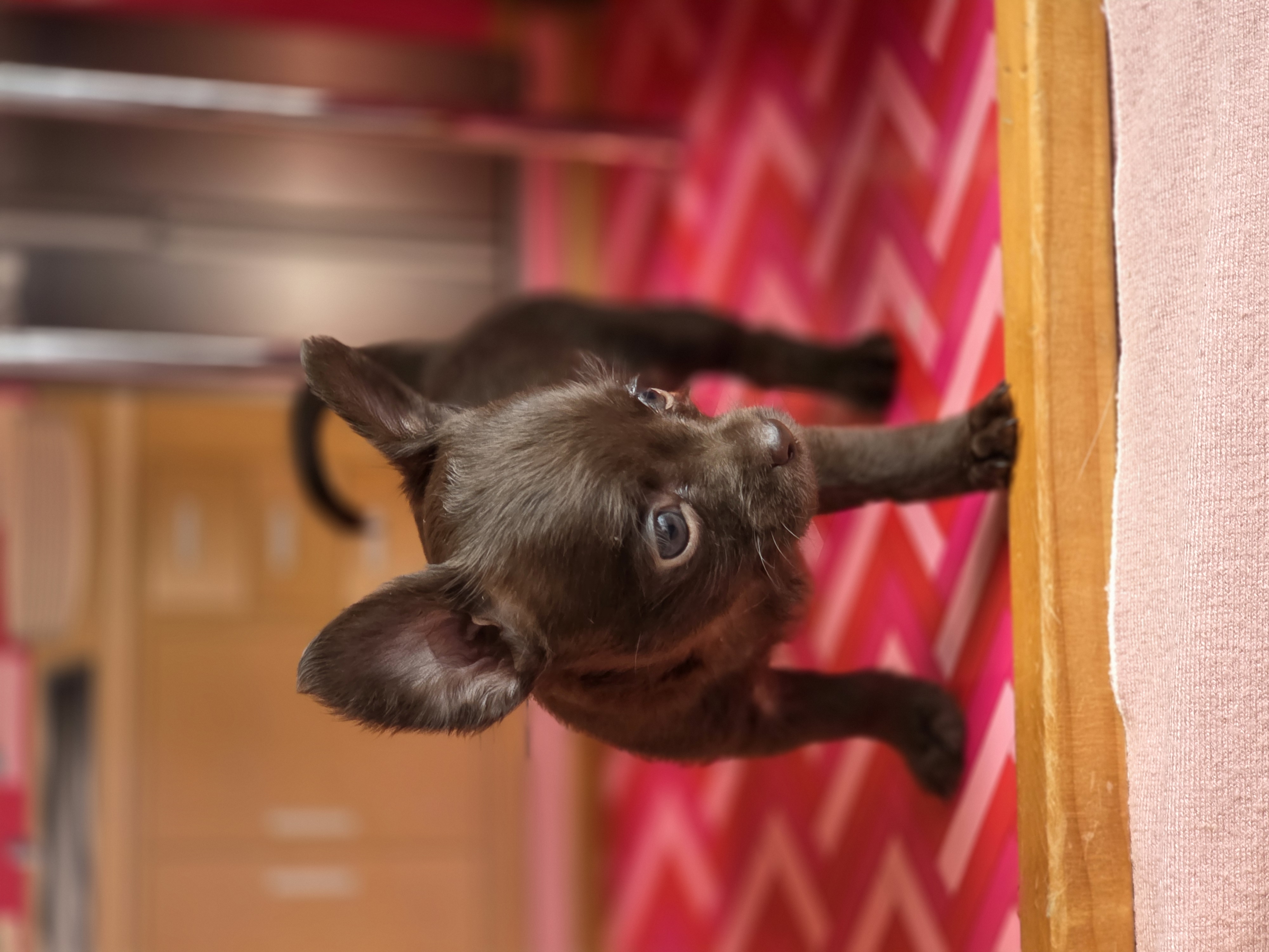 Lady Godiva  – Chihuahua, Brussels Griffon puppy for sale in Benton, PA