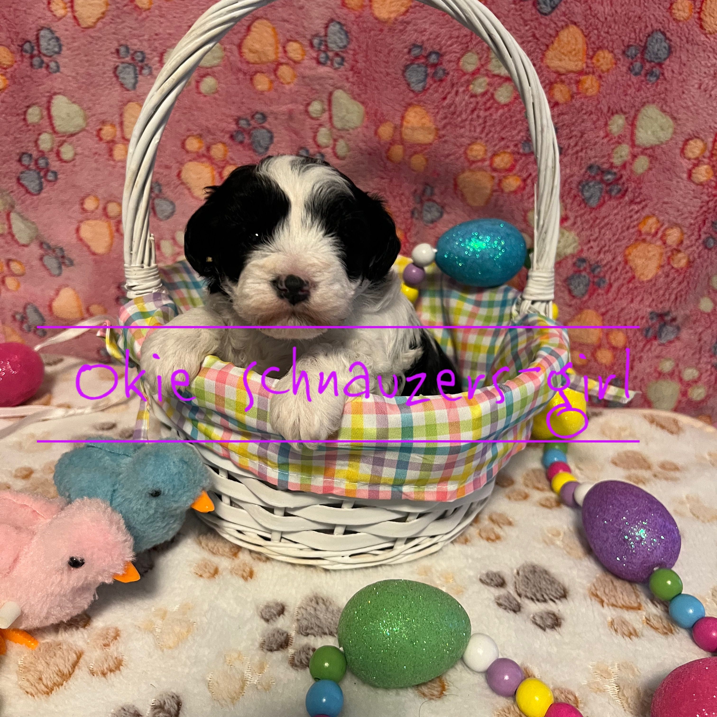 Maple – Miniature Schnauzer puppy for sale in Texhoma, OK