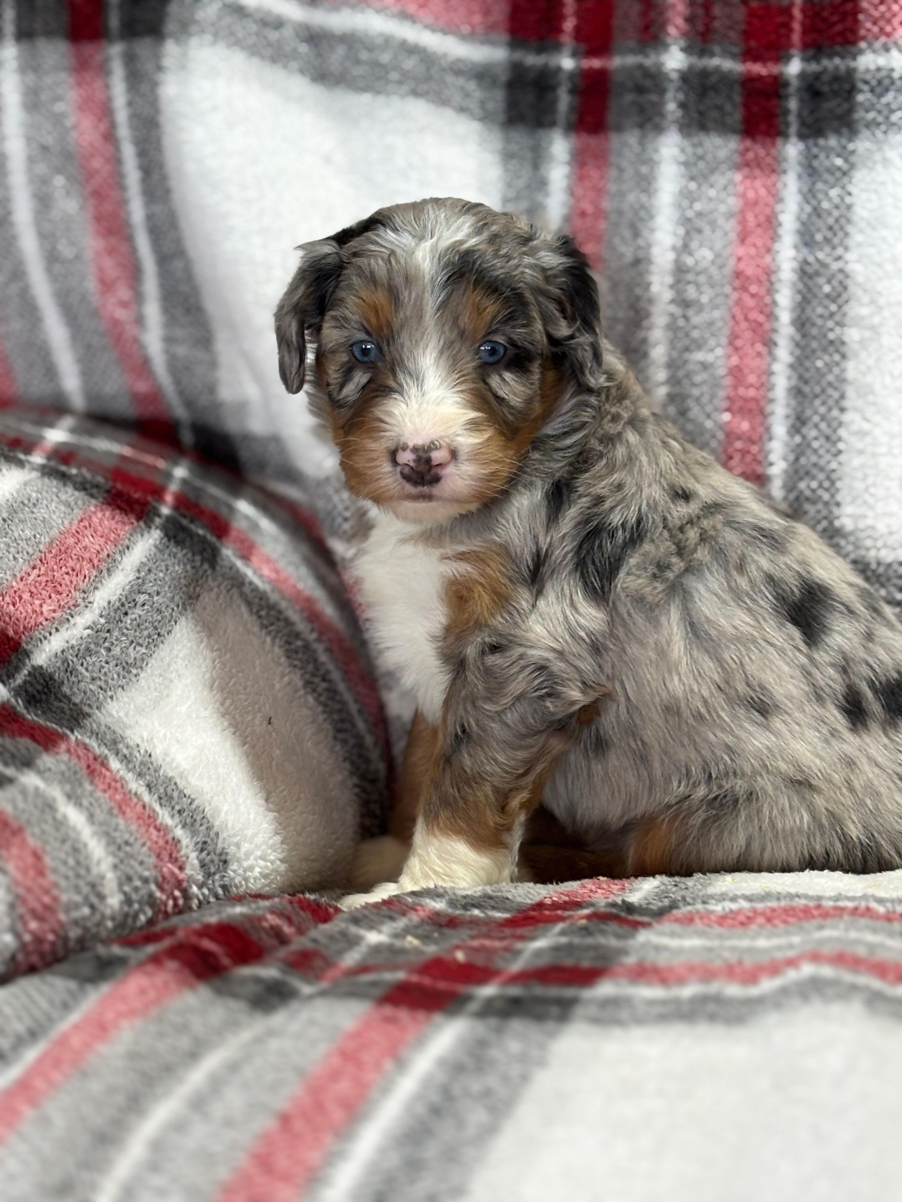 Milo – Aussiedoodle puppy for sale in Jamesport, MO