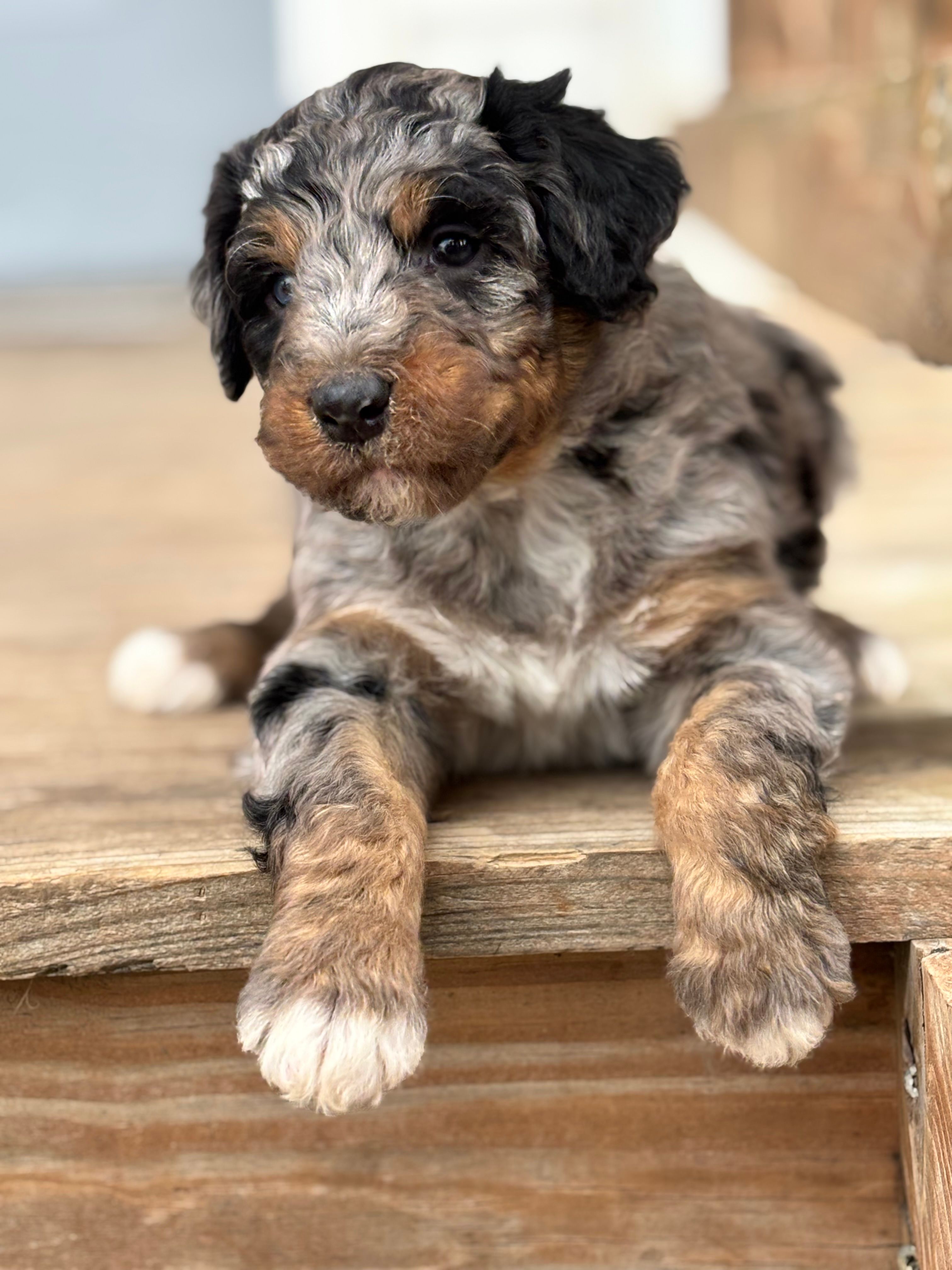 Teddy – Aussiedoodle puppy for sale in Jamesport, MO