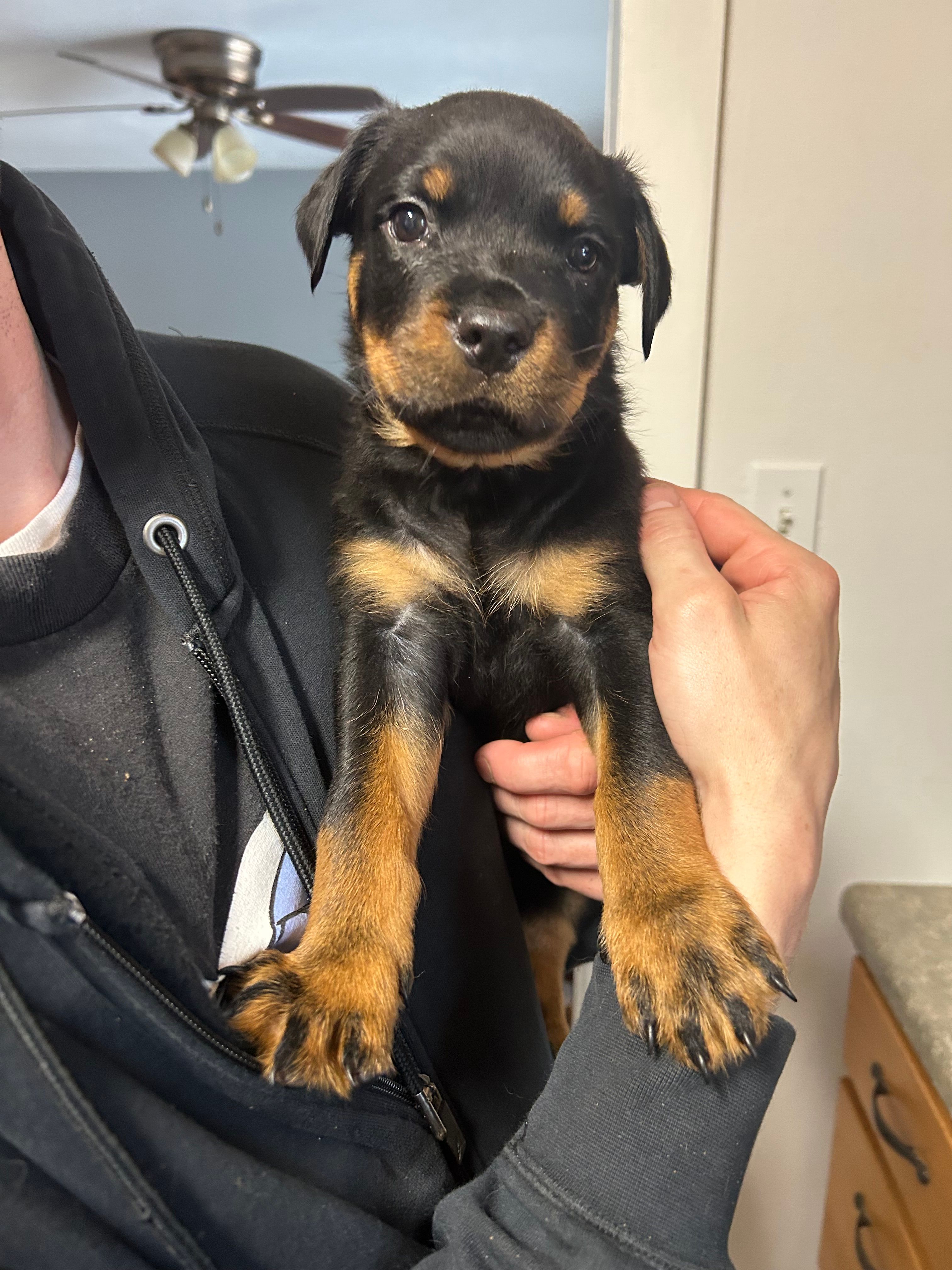 White boy  – Rottweiler puppy for sale in Alexandria, MN