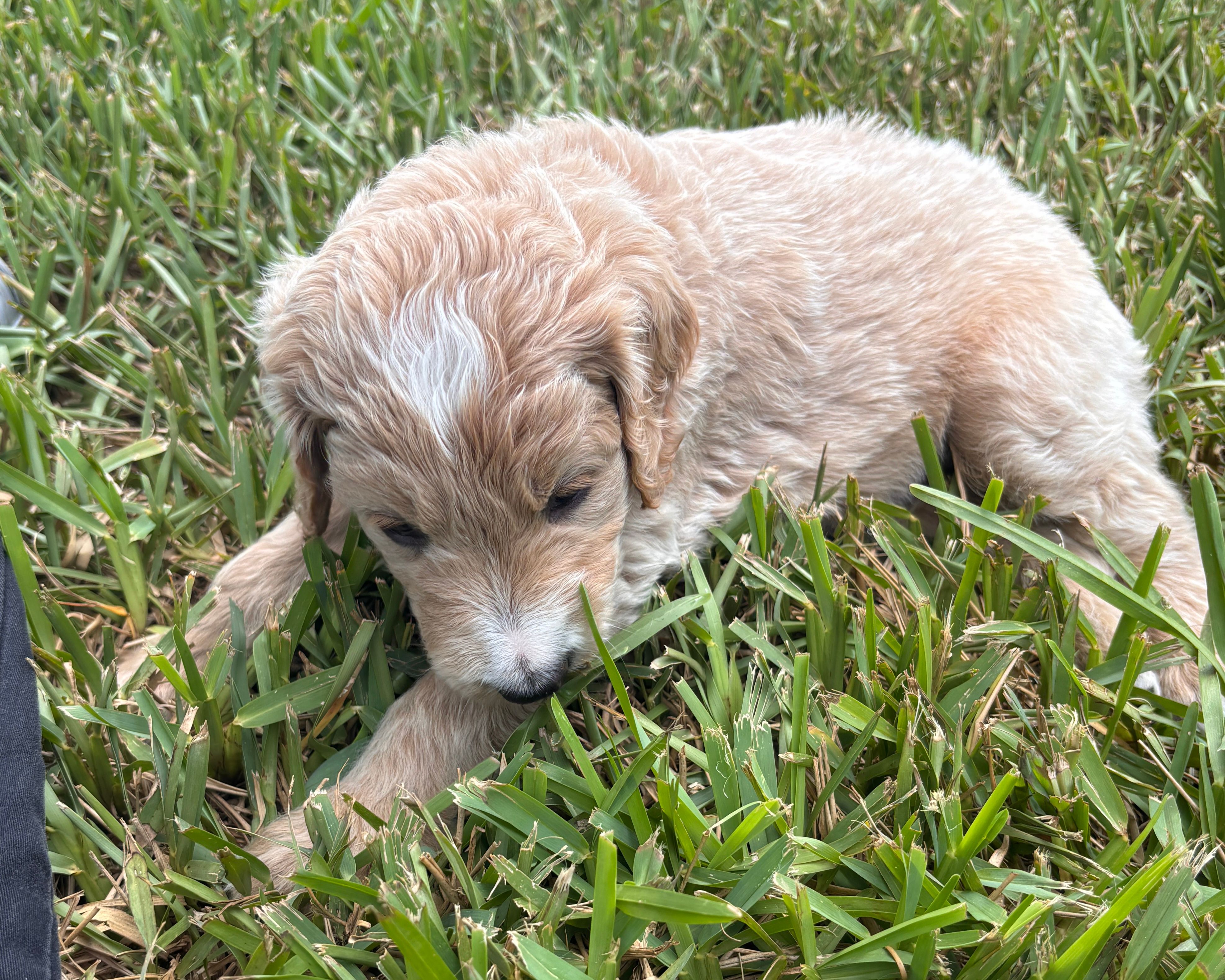 Moon – Goldendoodle puppy for sale in Fort Myers, FL
