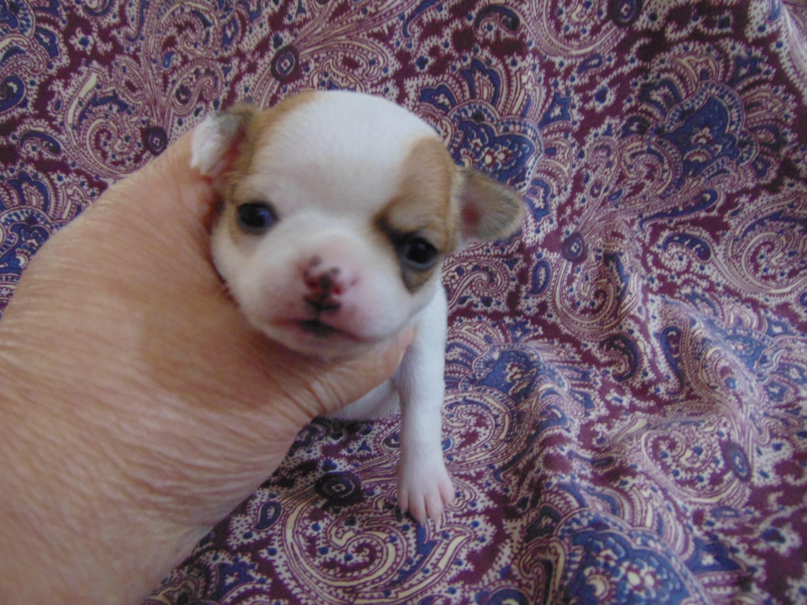 AKC RUBY – Chihuahua puppy for sale in Deer Park, WA
