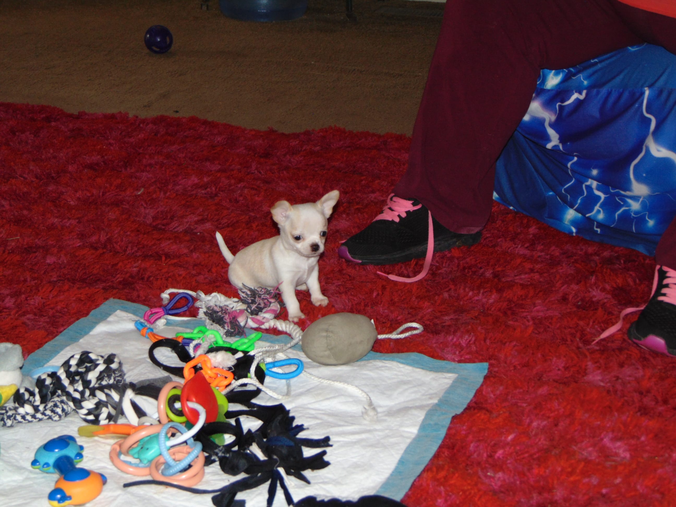 AKC CREAMER – Chihuahua puppy for sale in Deer Park, WA