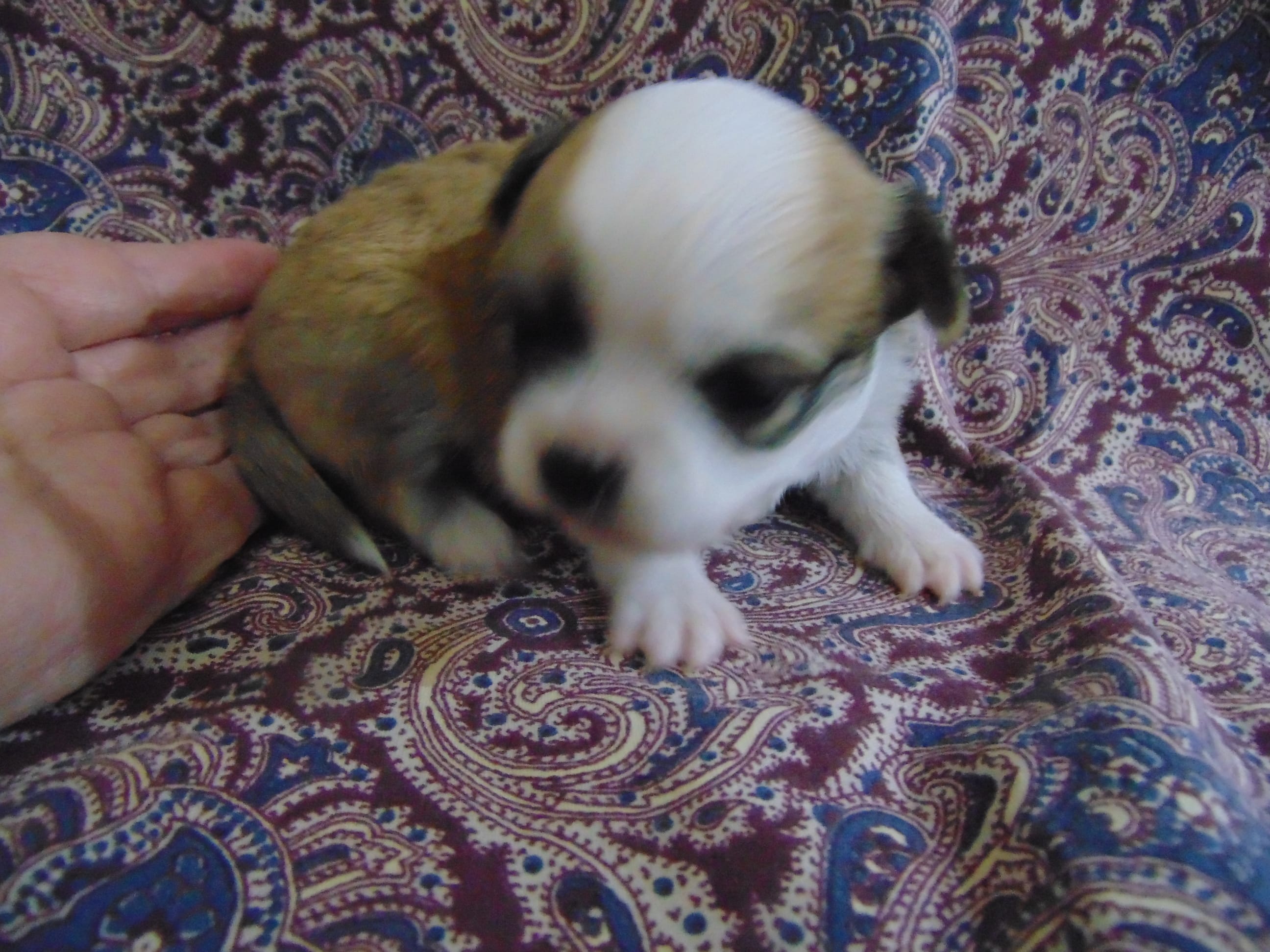 AKC COON – Chihuahua puppy for sale in Deer Park, WA