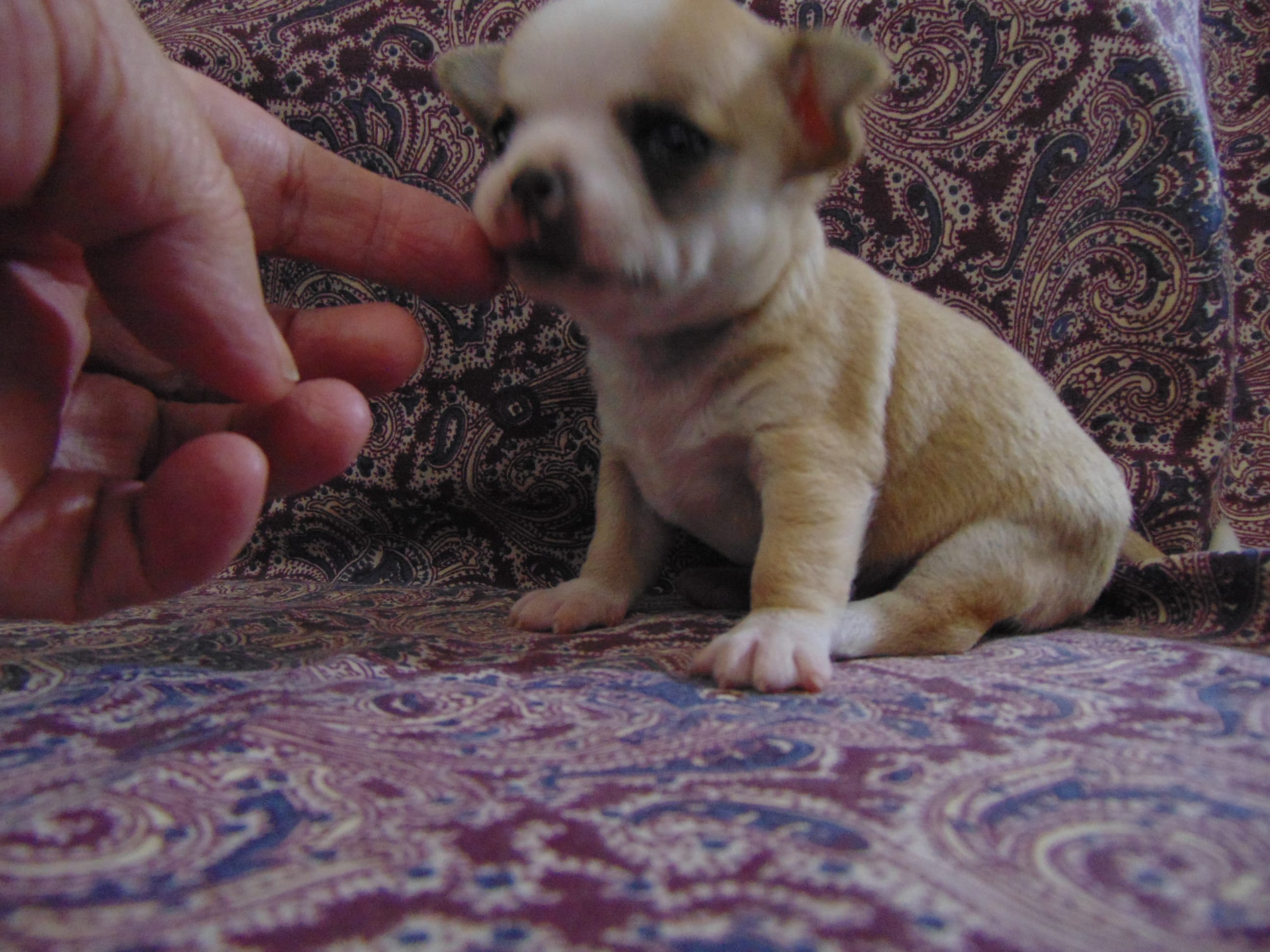 AKC COFFEE – Chihuahua puppy for sale in Deer Park, WA
