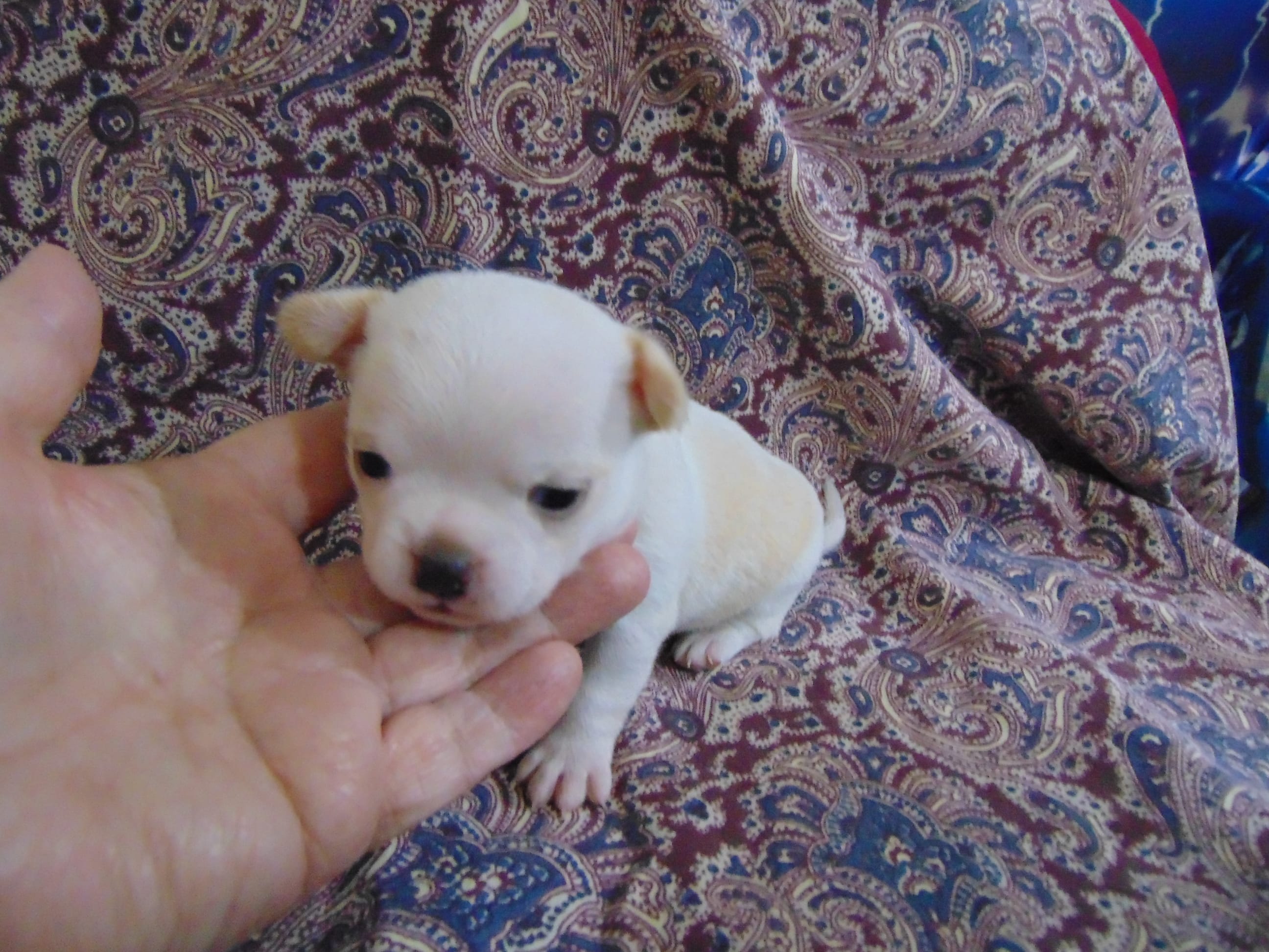 AKC CREAMER – Chihuahua puppy for sale in Deer Park, WA
