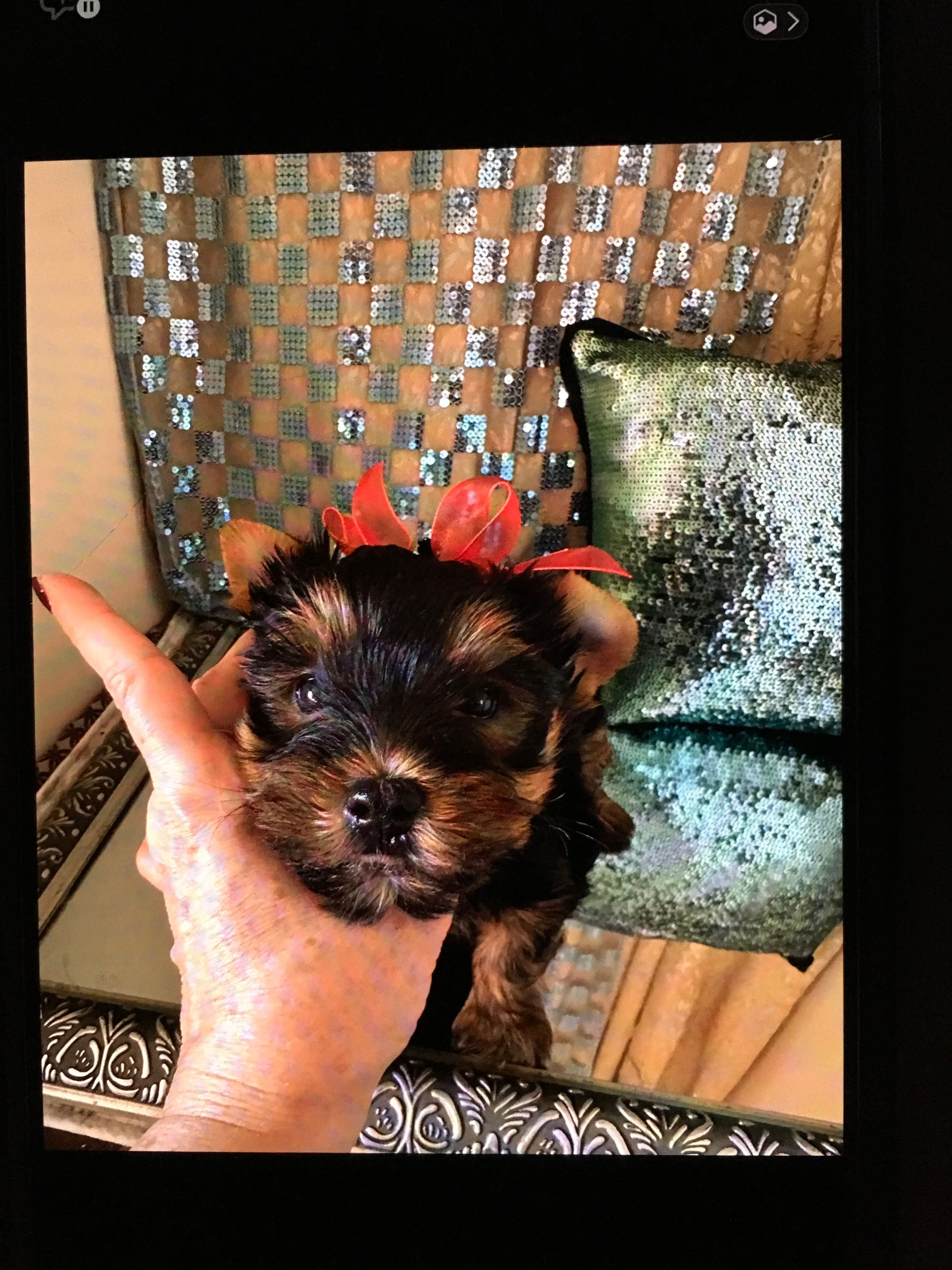 Valentino – Yorkshire Terrier puppy for sale in Mountain Home, TX