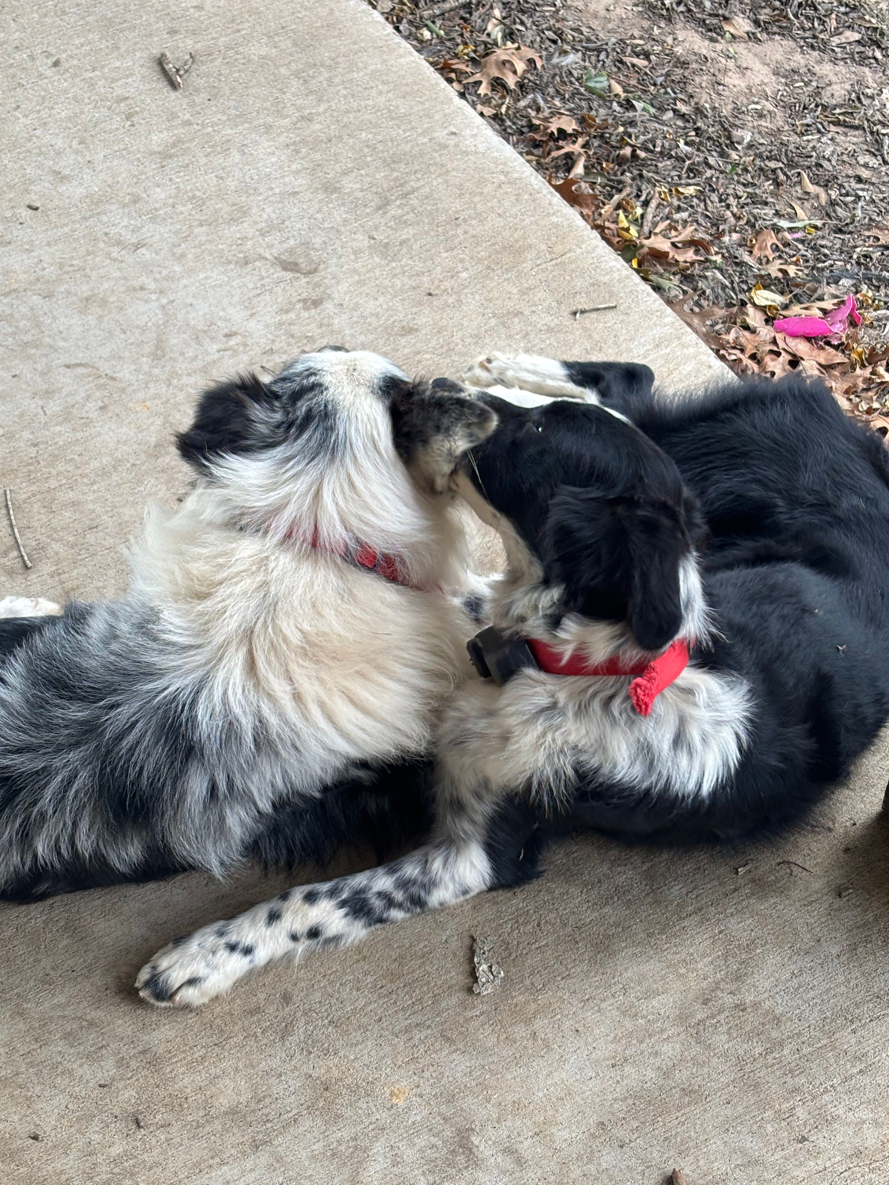 Rhea – Australian Shepherd puppy for sale in Gilmer, TX