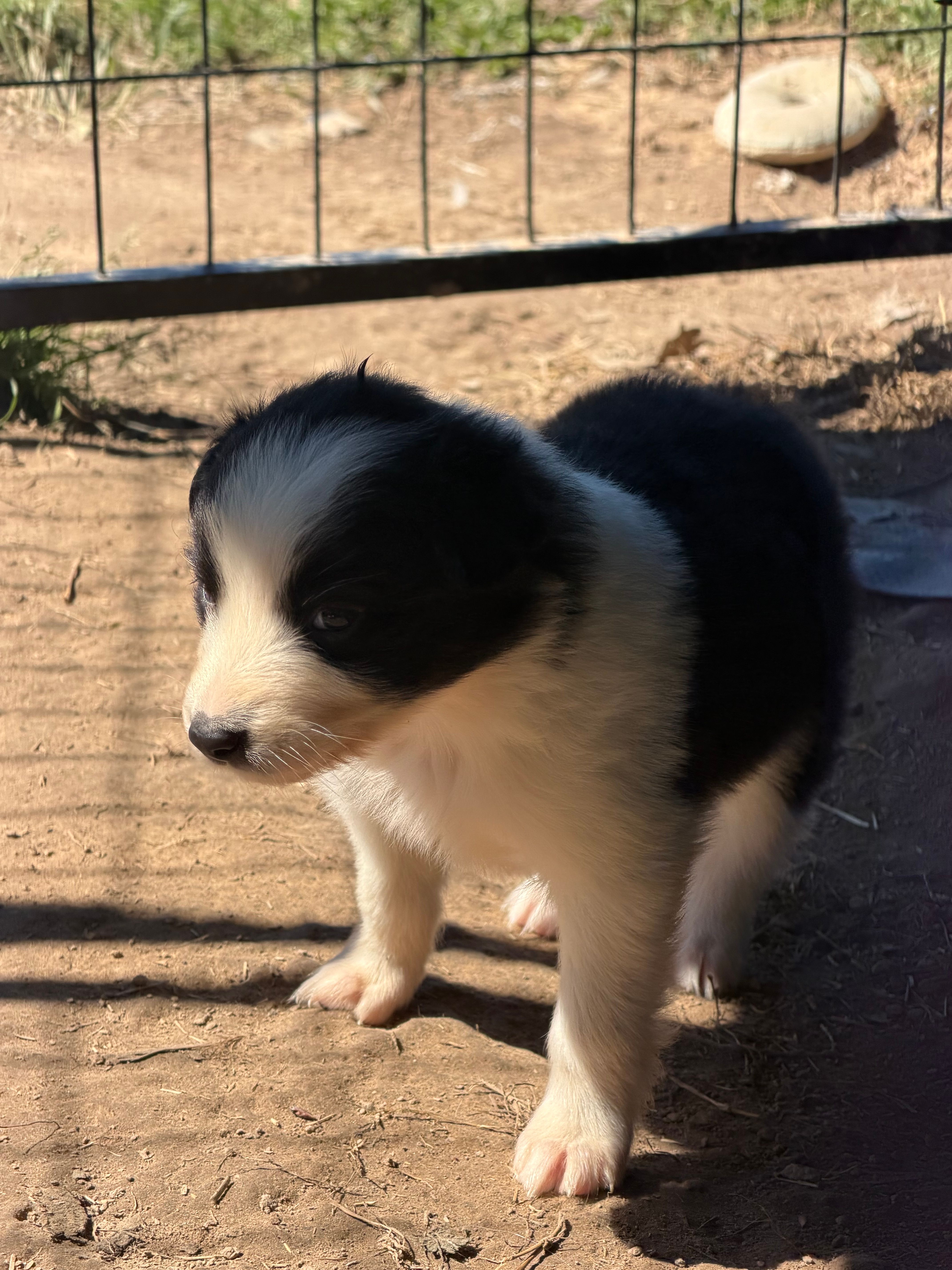 Black Tri – Australian Shepherd puppy for sale in Gilmer, TX