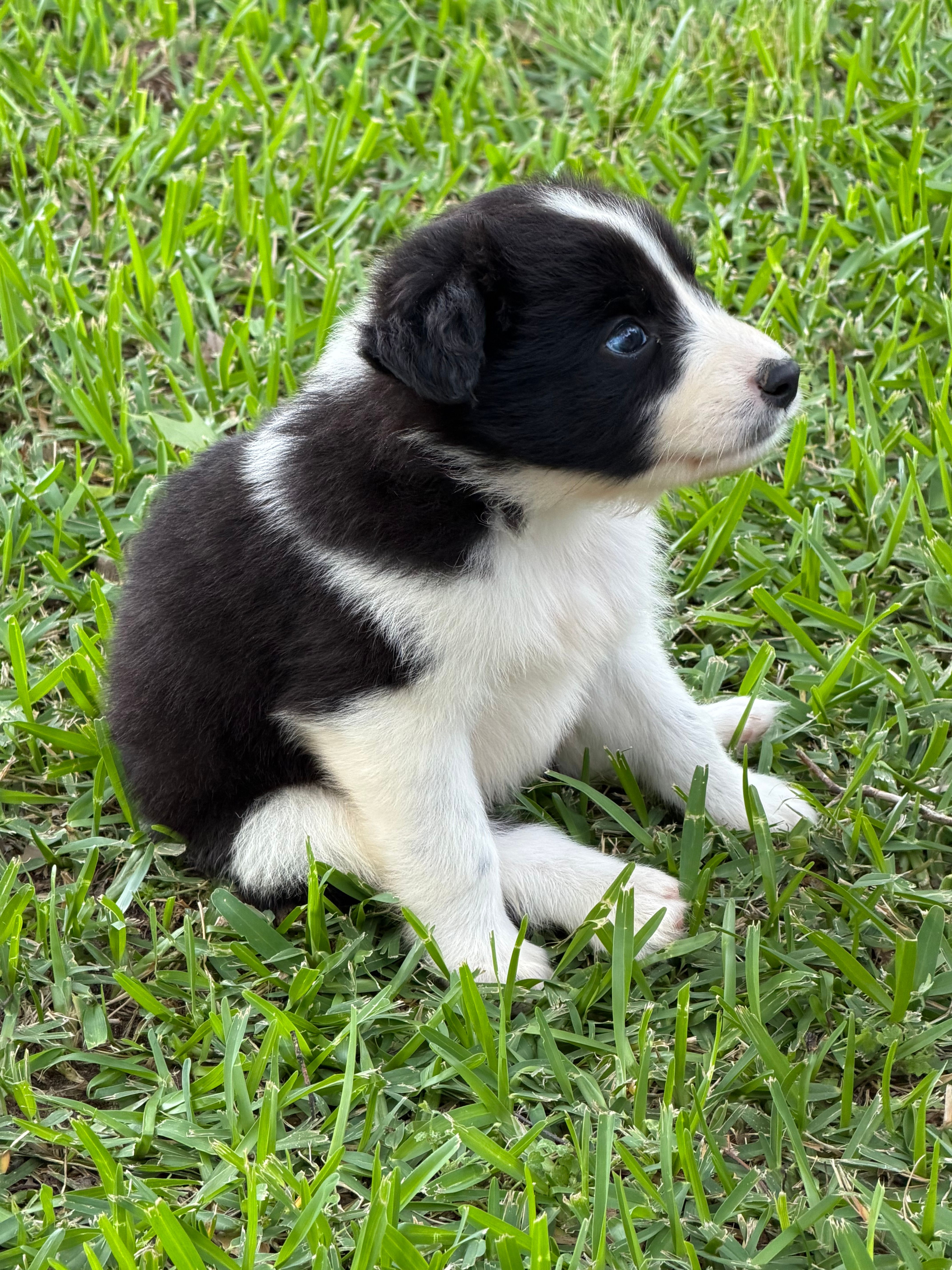Black Tri – Australian Shepherd puppy for sale in Gilmer, TX