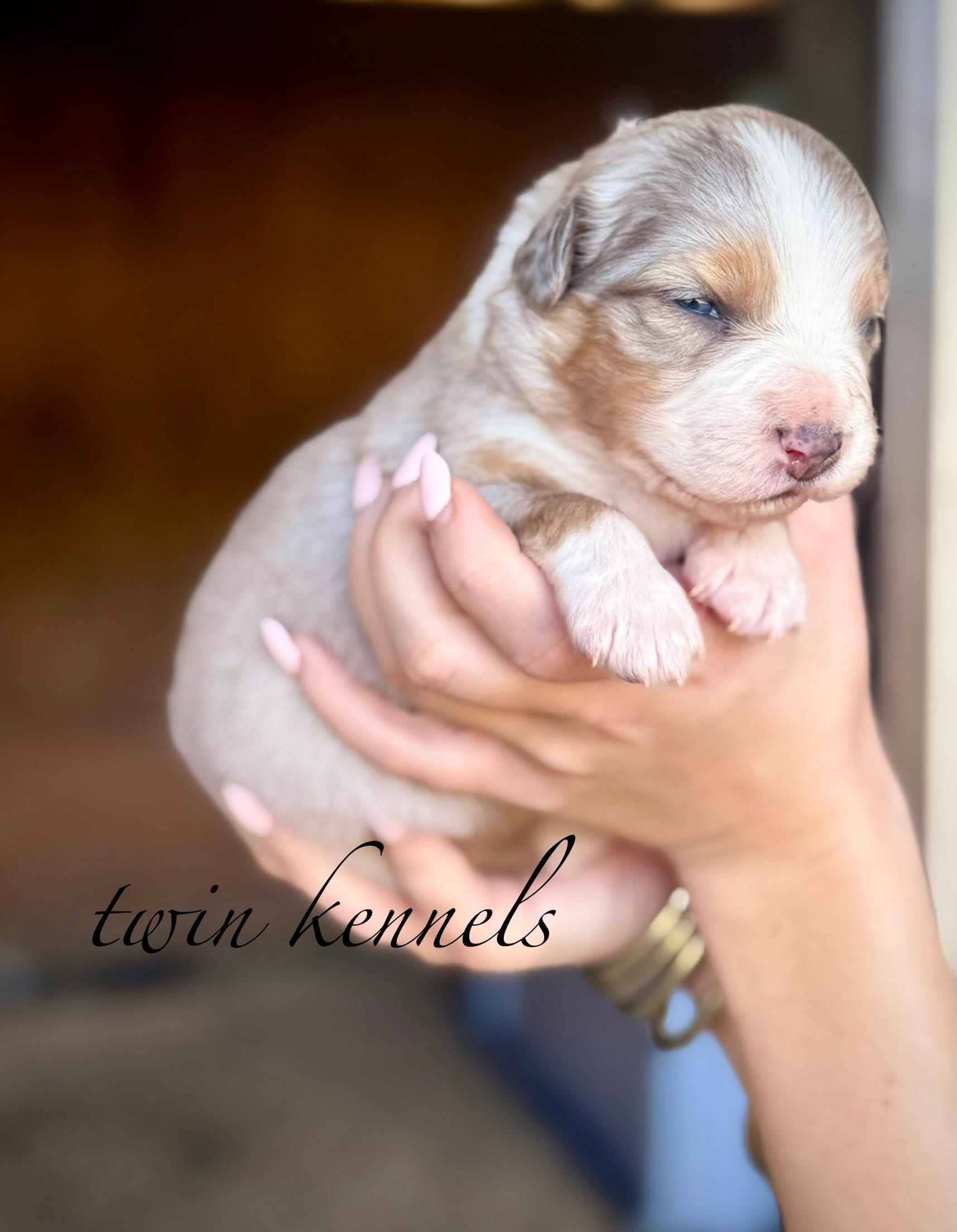 Sylvia  – Australian Shepherd puppy for sale in Pageland, SC